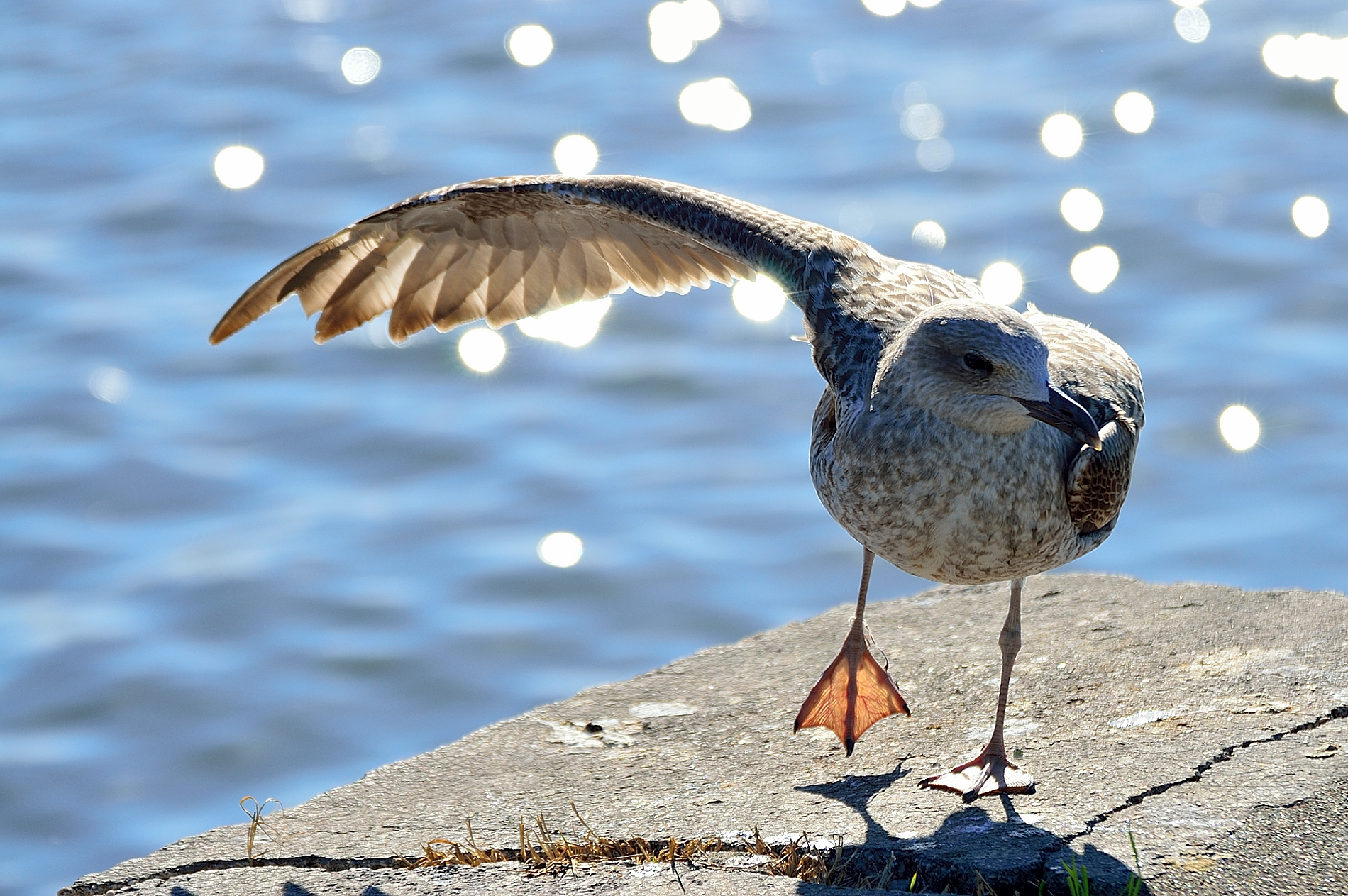 Uccello che si stira un pò