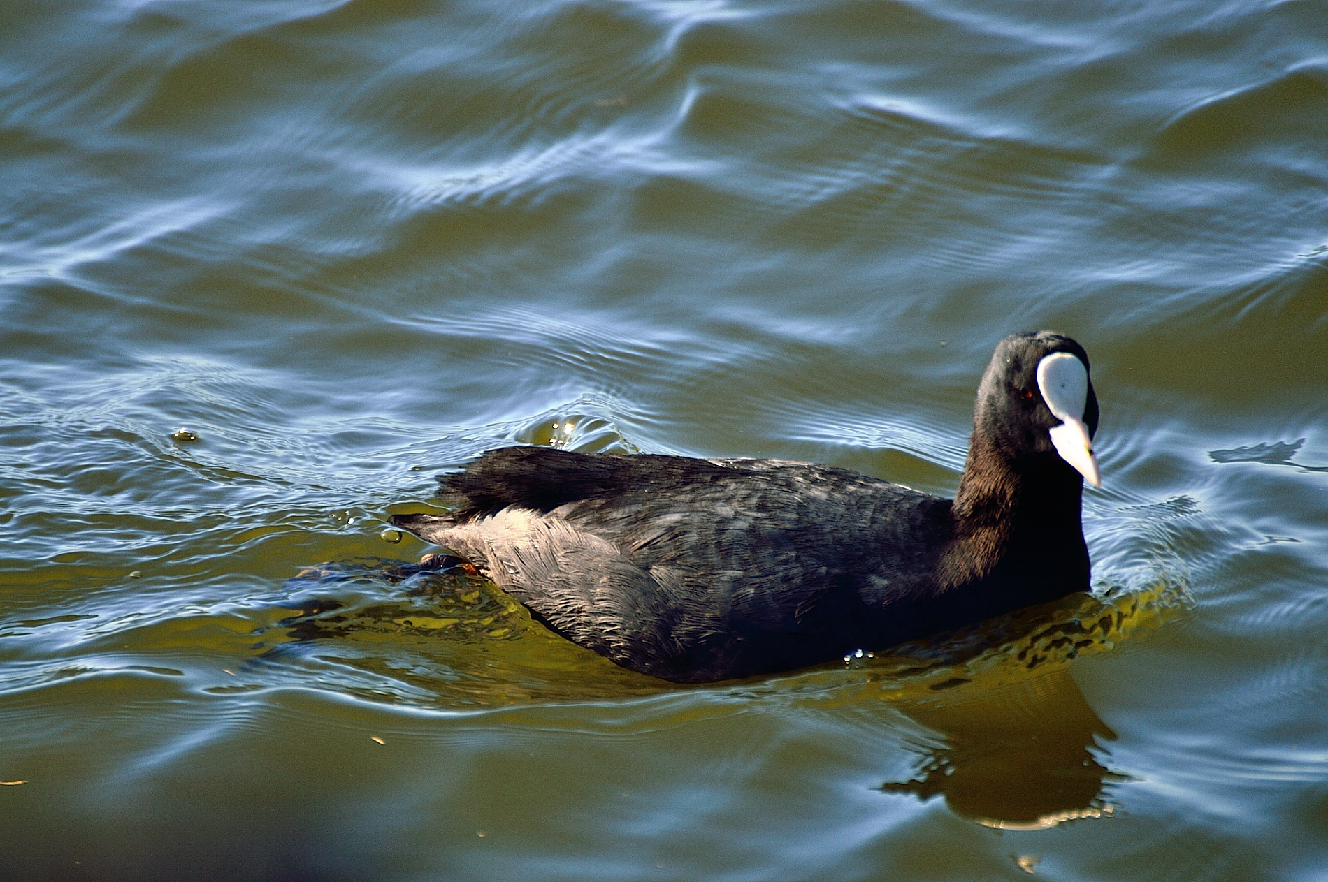 Uccello in acqua...Lago di Fogliano