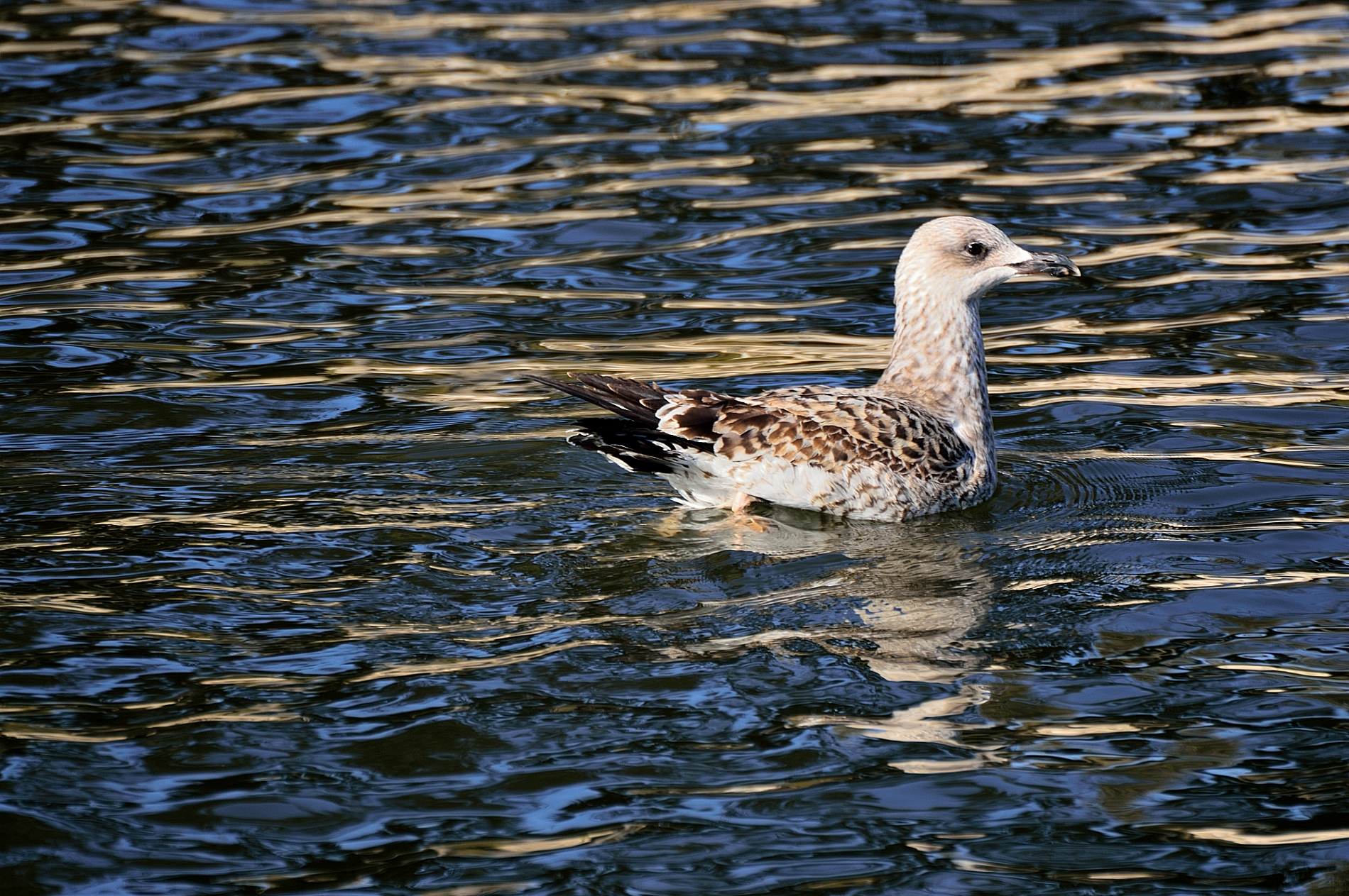 Uccello in acqua...Lago di Fogliano
