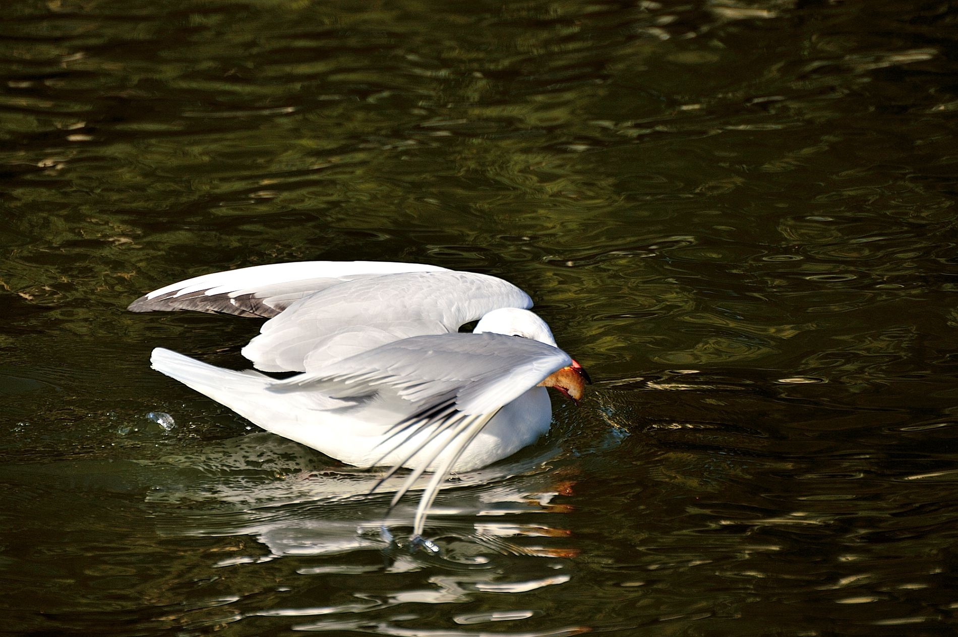 Piccolo Gabbiano in acqua...Lago di Fogliano