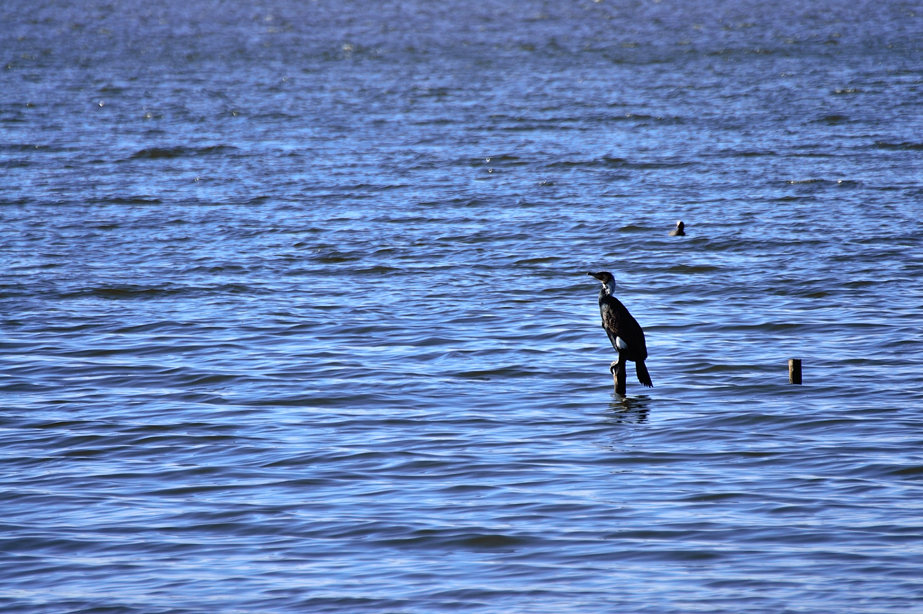 Uccello...Lago di Fogliano