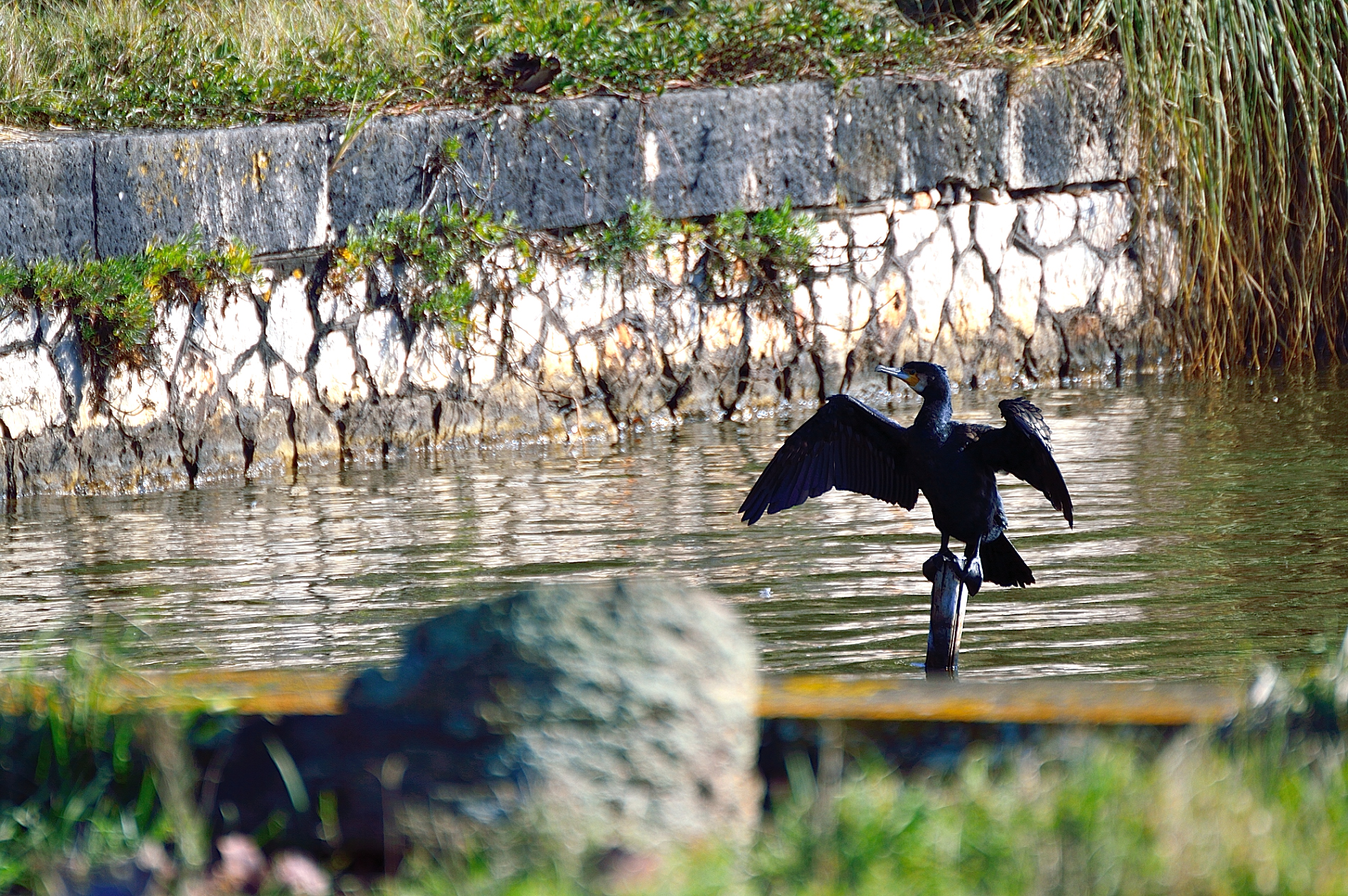 Uccello che si asciuga al sole...Lago di Fogliano