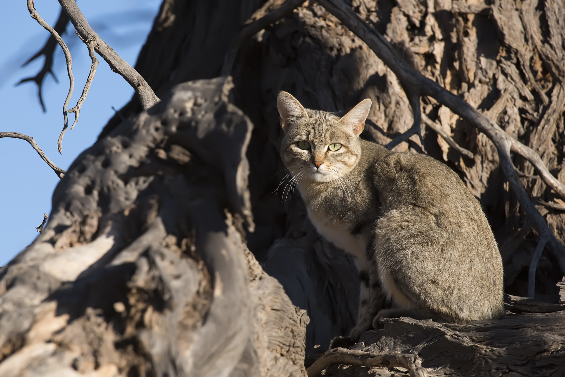 gatto selvatico nel Kgalagadi