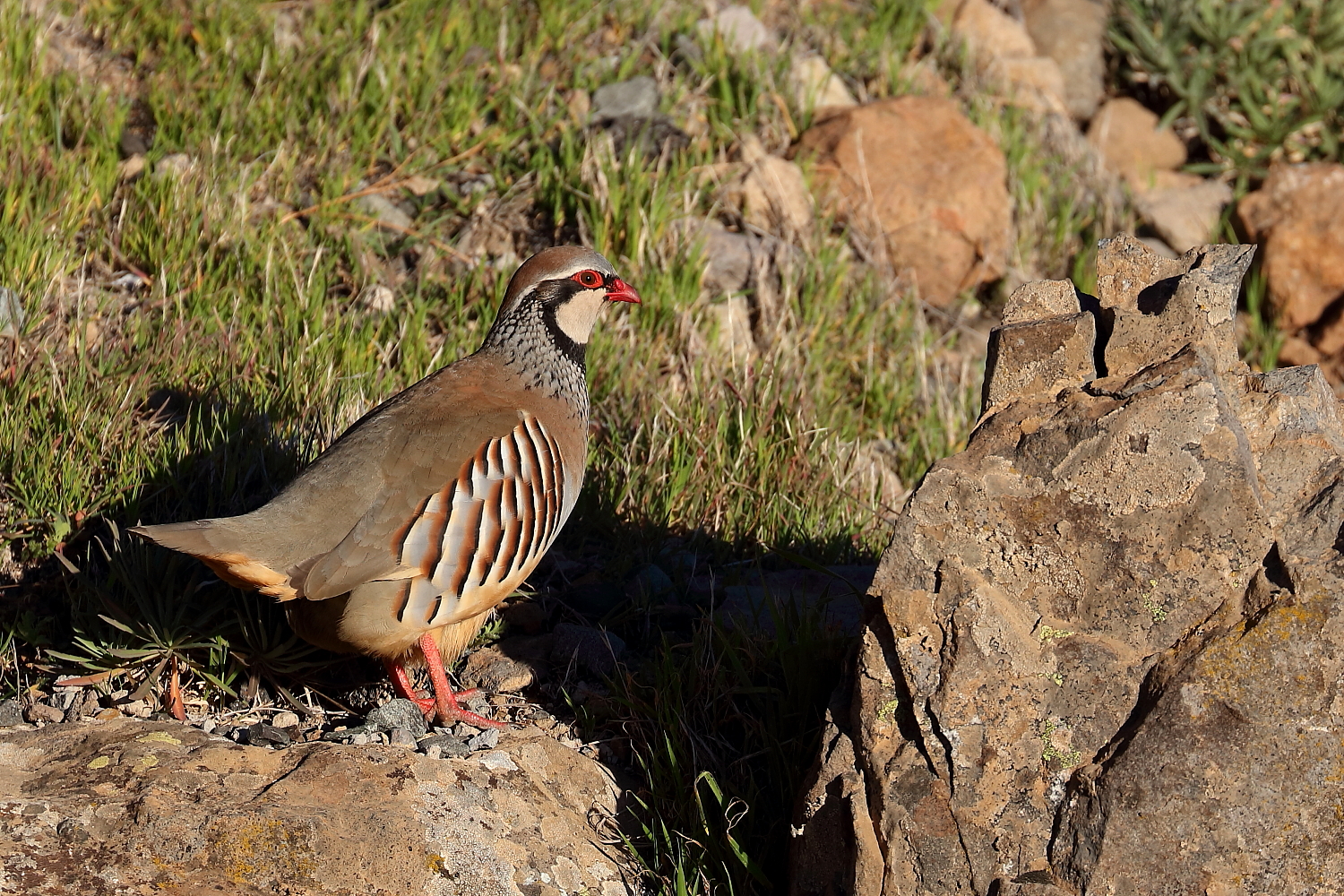 Red grouse