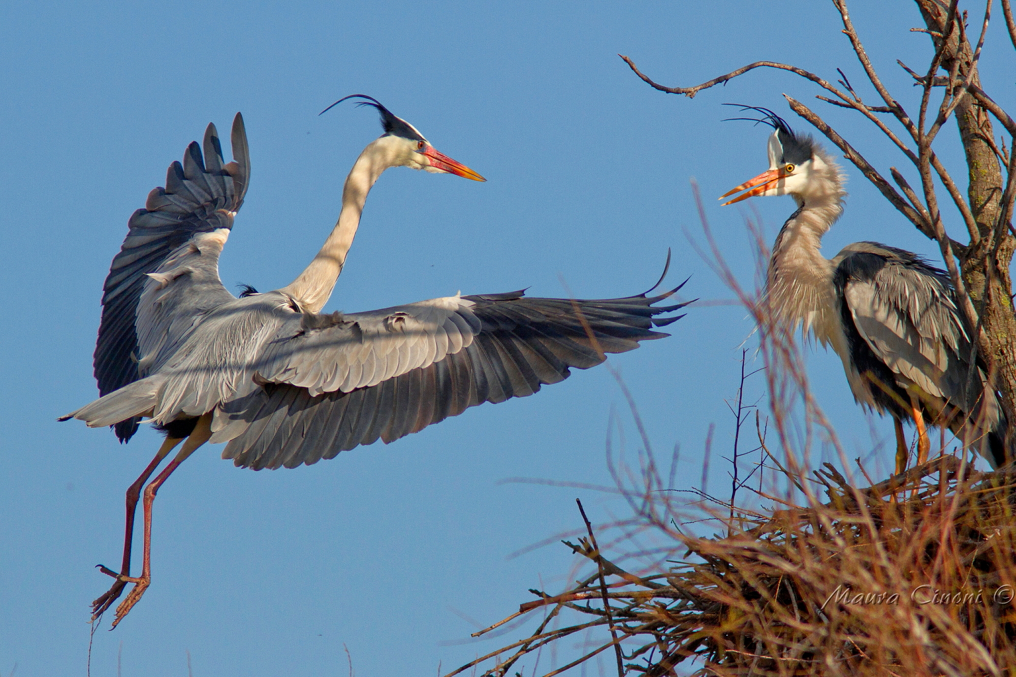 Herons Greys In Garzaia