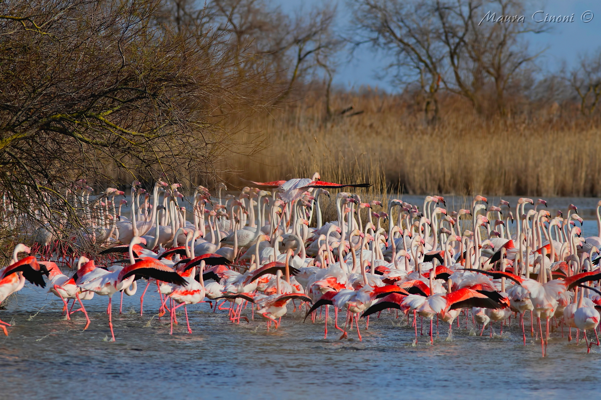 Flamingos Camargue