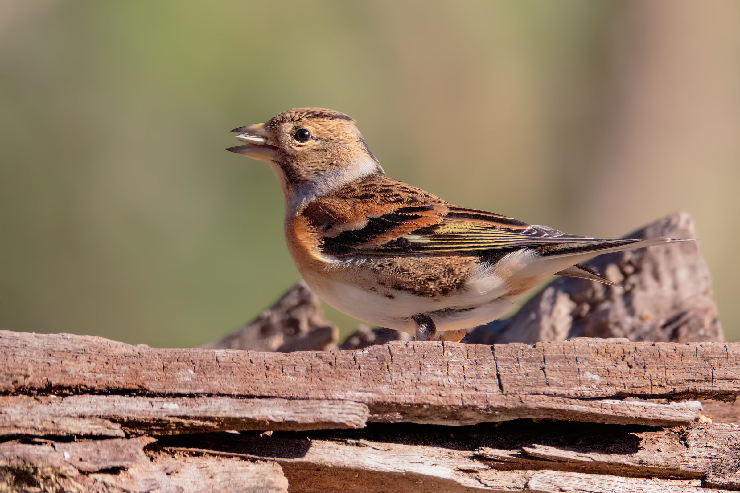 Brambling to ISO 3200 with 7D II