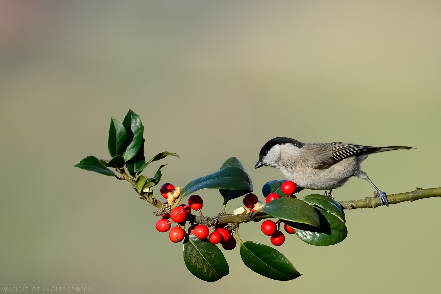 La Bigia e le bacche .. Lombardia, Gennaio '16