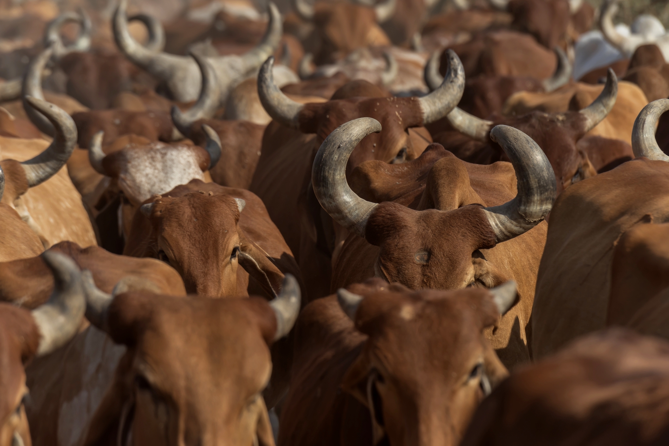 Gujarat 2015 - .... Le mucche sono sacre....