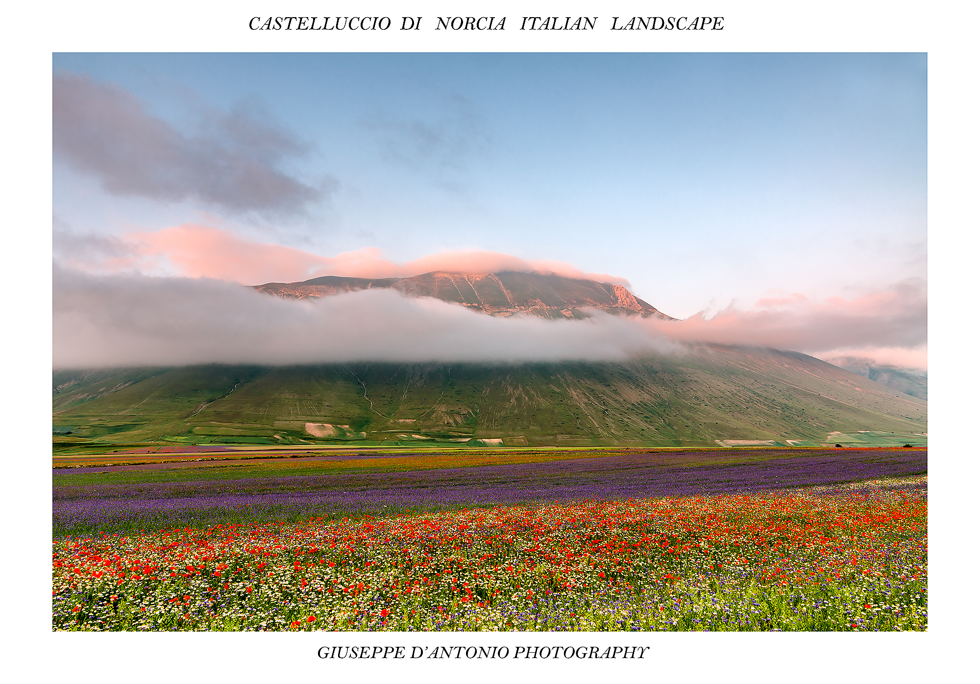 The Wonder of Blossom