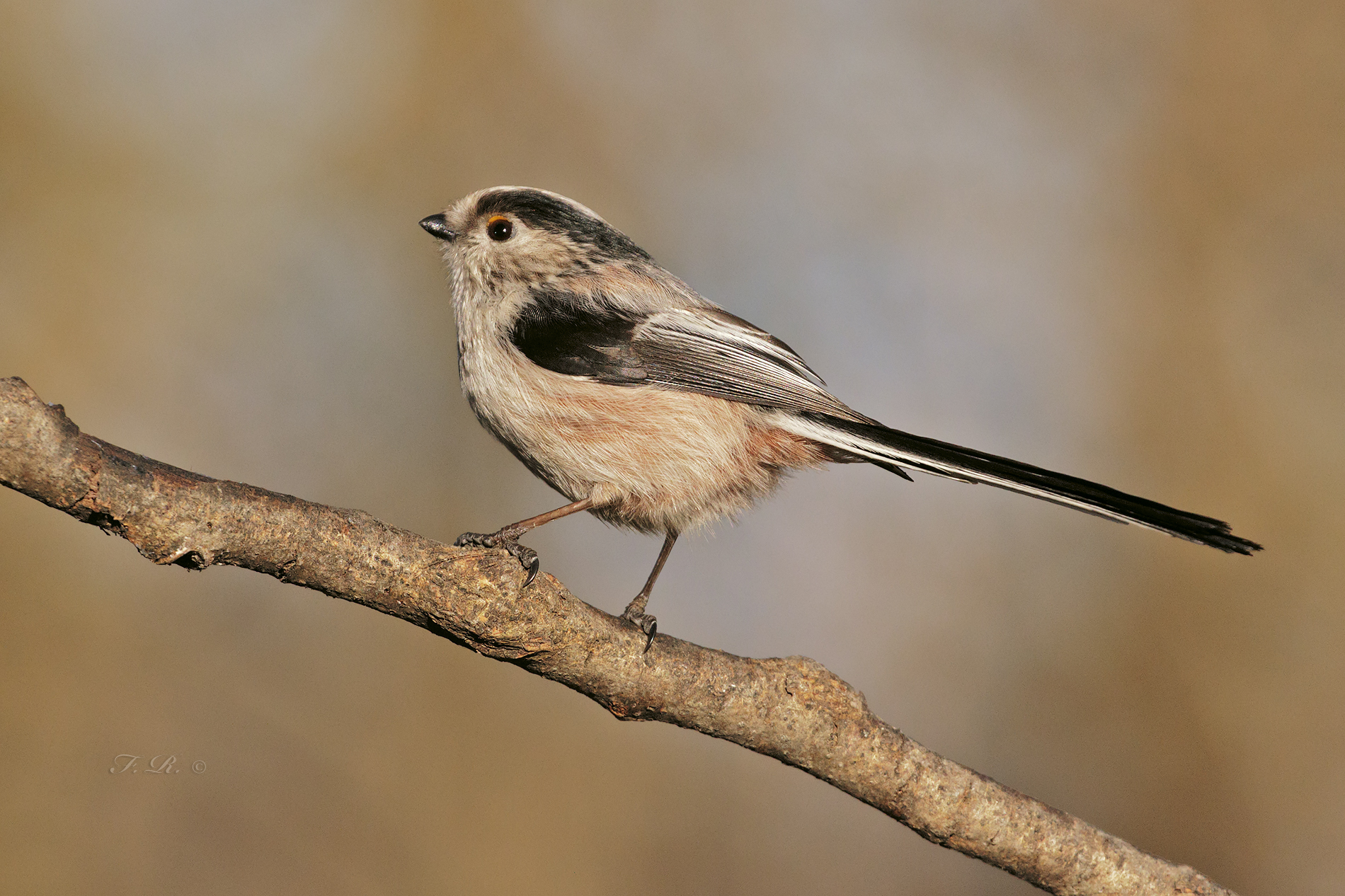 tones from codibugnolo