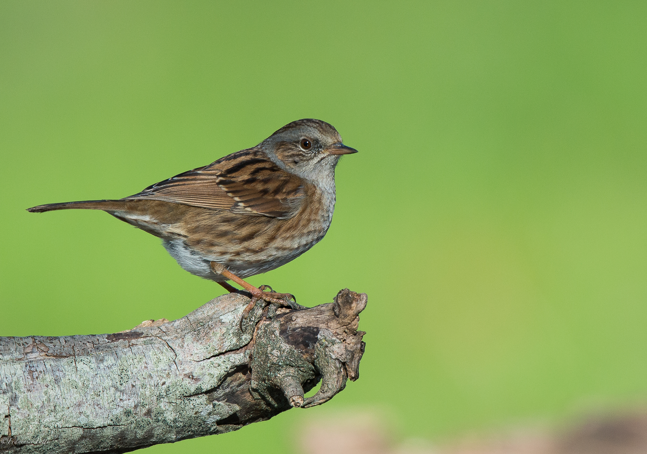 Dunnock