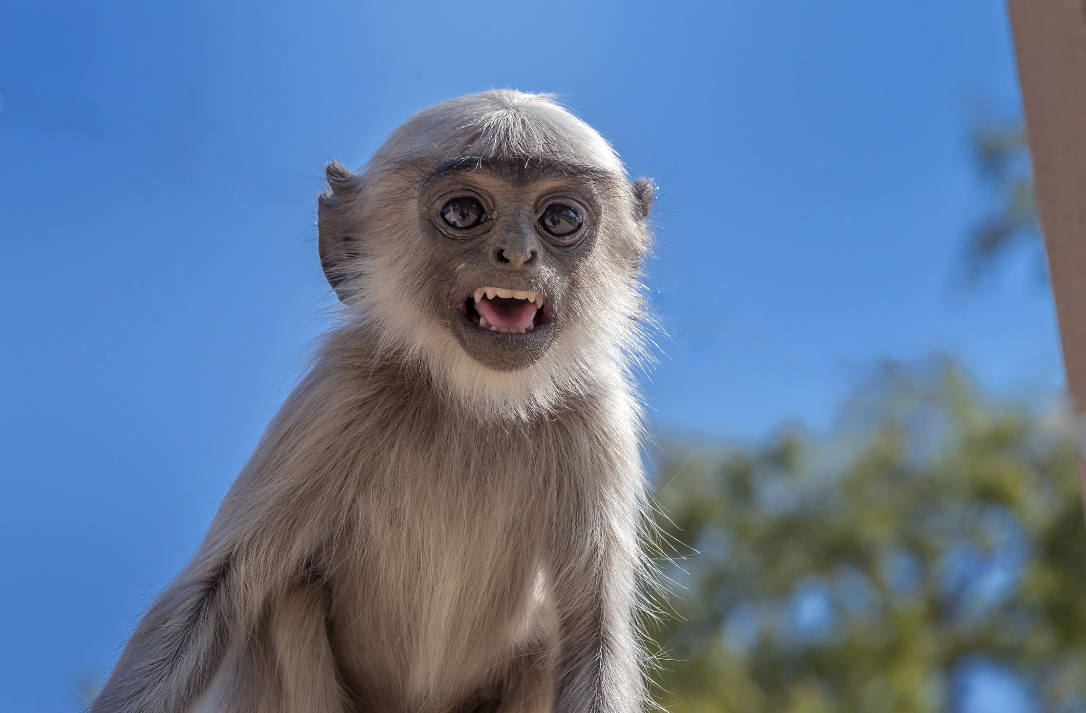 Gujarat 2015 - Piccolo di Langur molto aggressivo