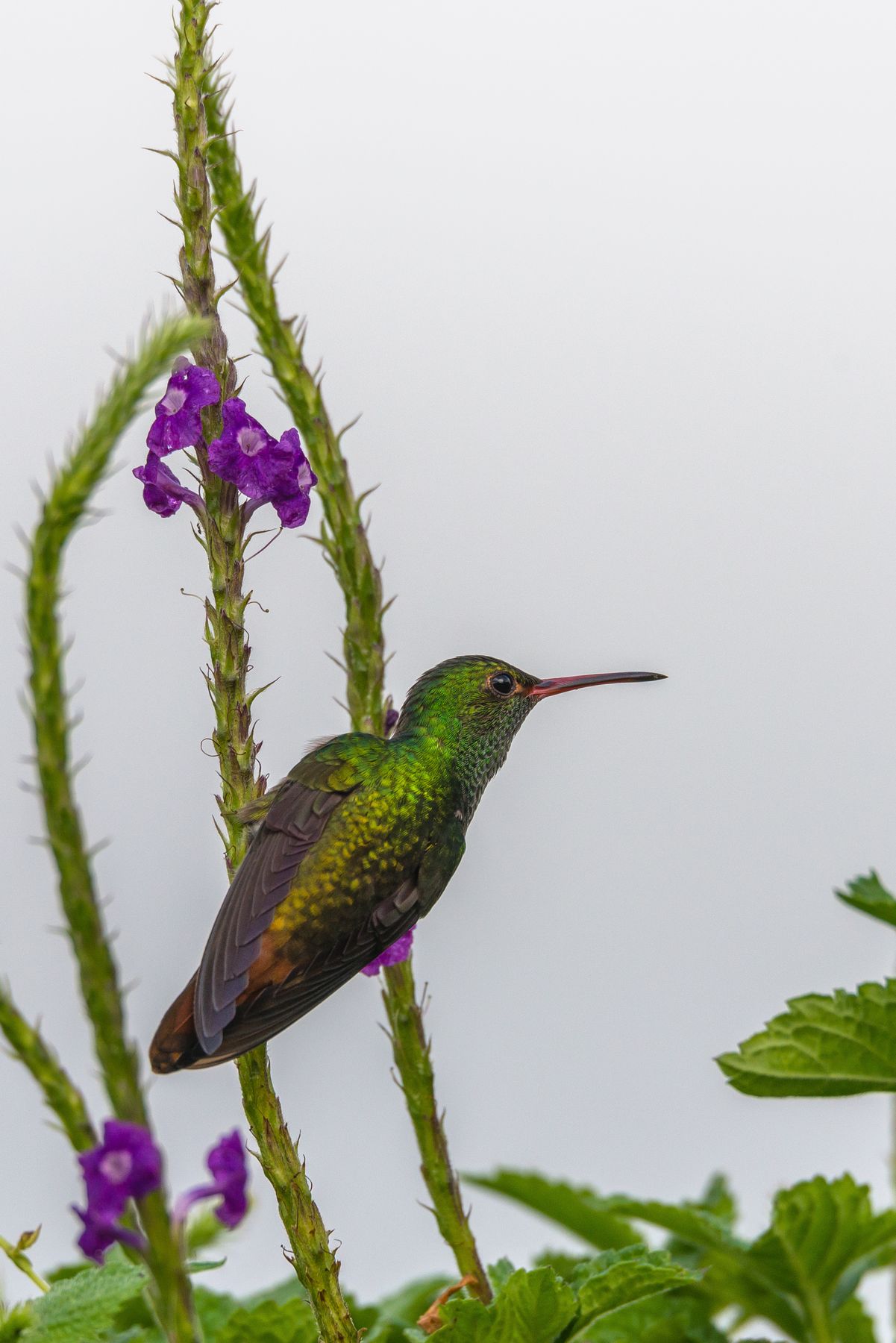 Colibri