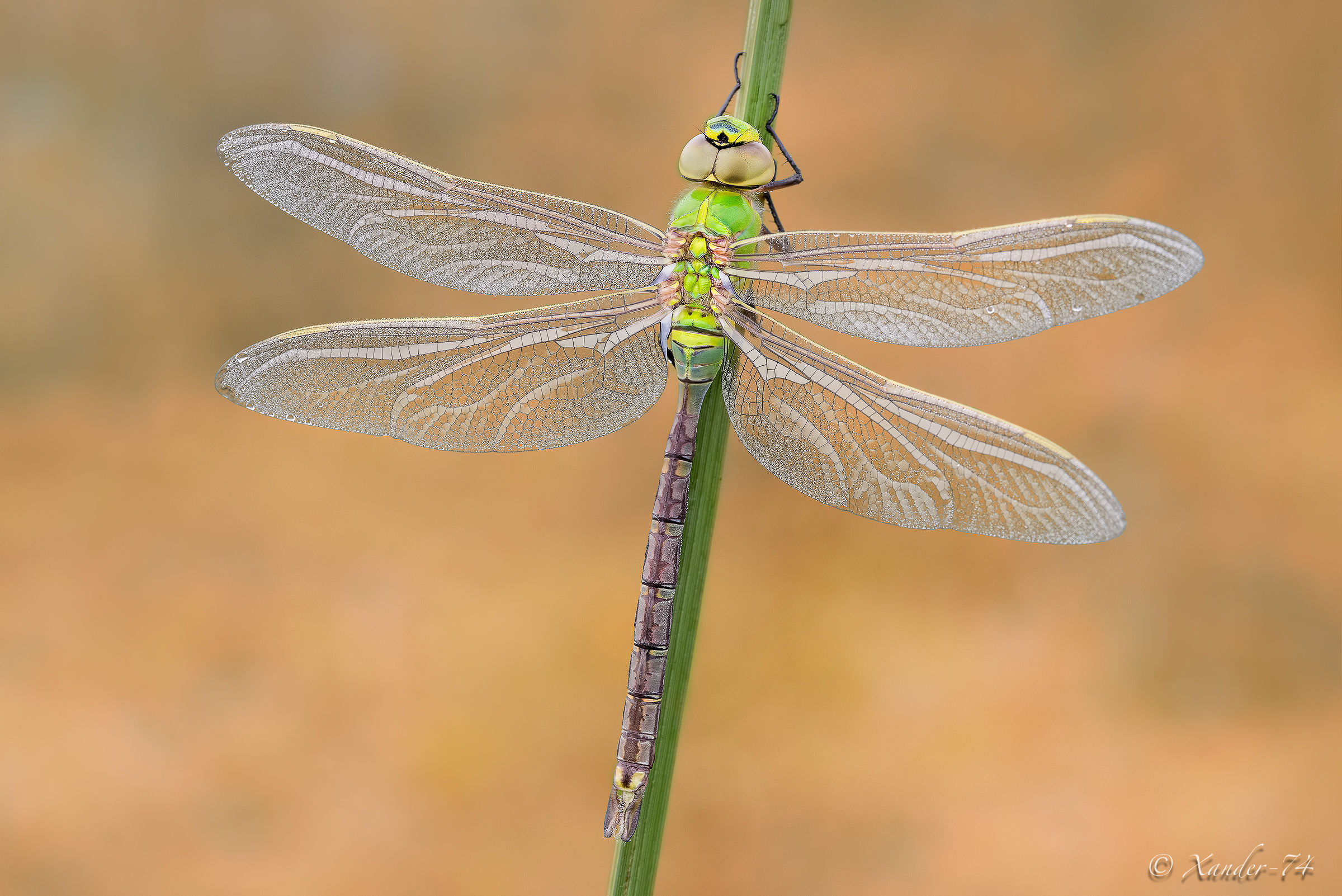 Anax Imperator