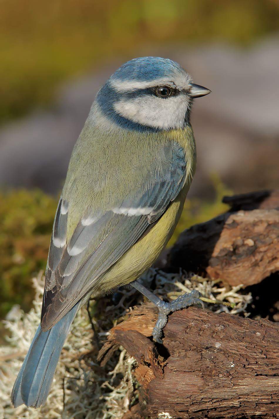 Cynistes caeruleus