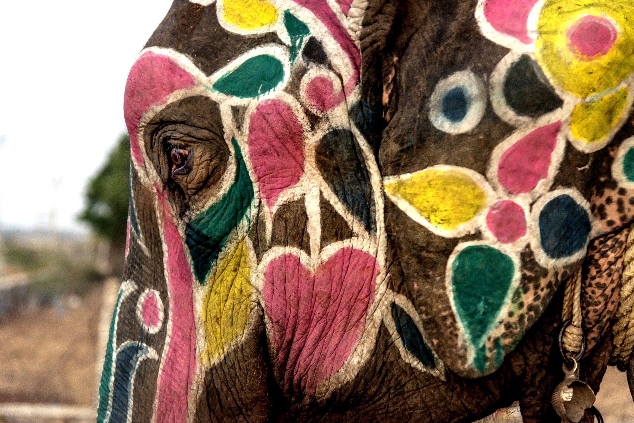 Gujarat 2015 - In una processione Indù prima dell'...