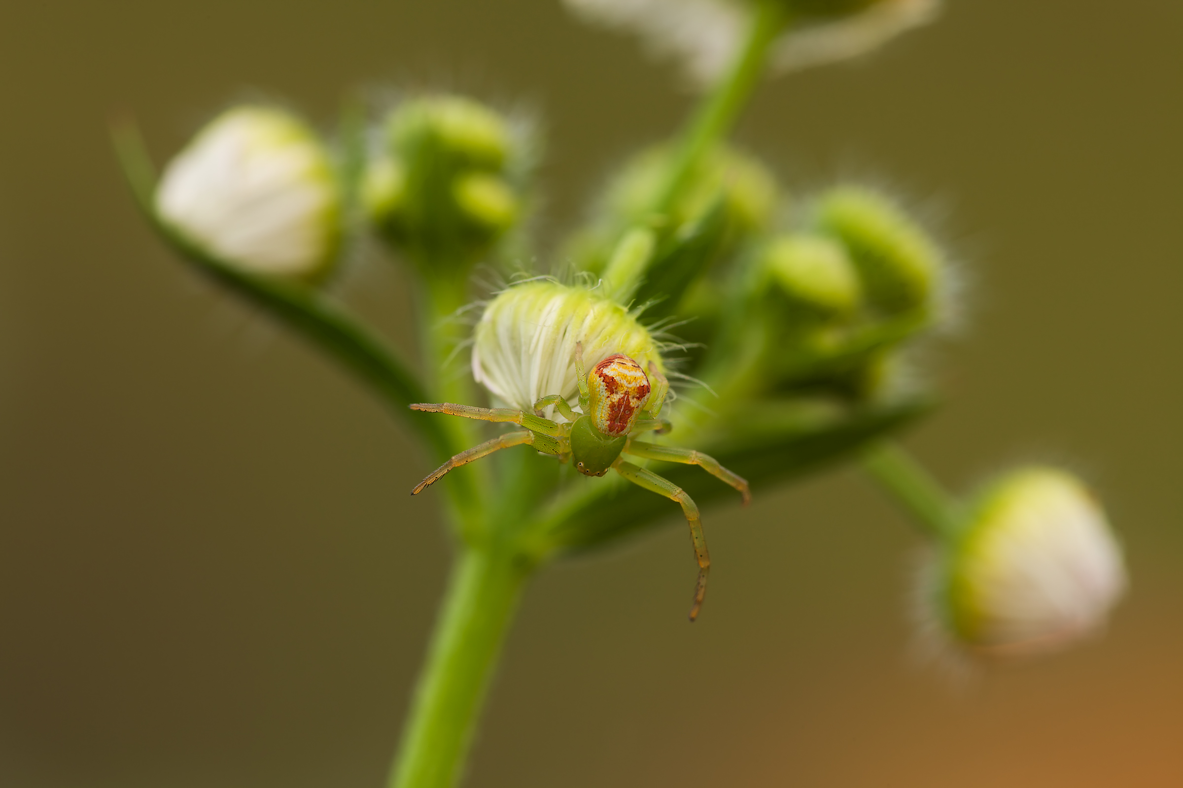 Ragnetto verde [Ebrechtella tricuspidata]