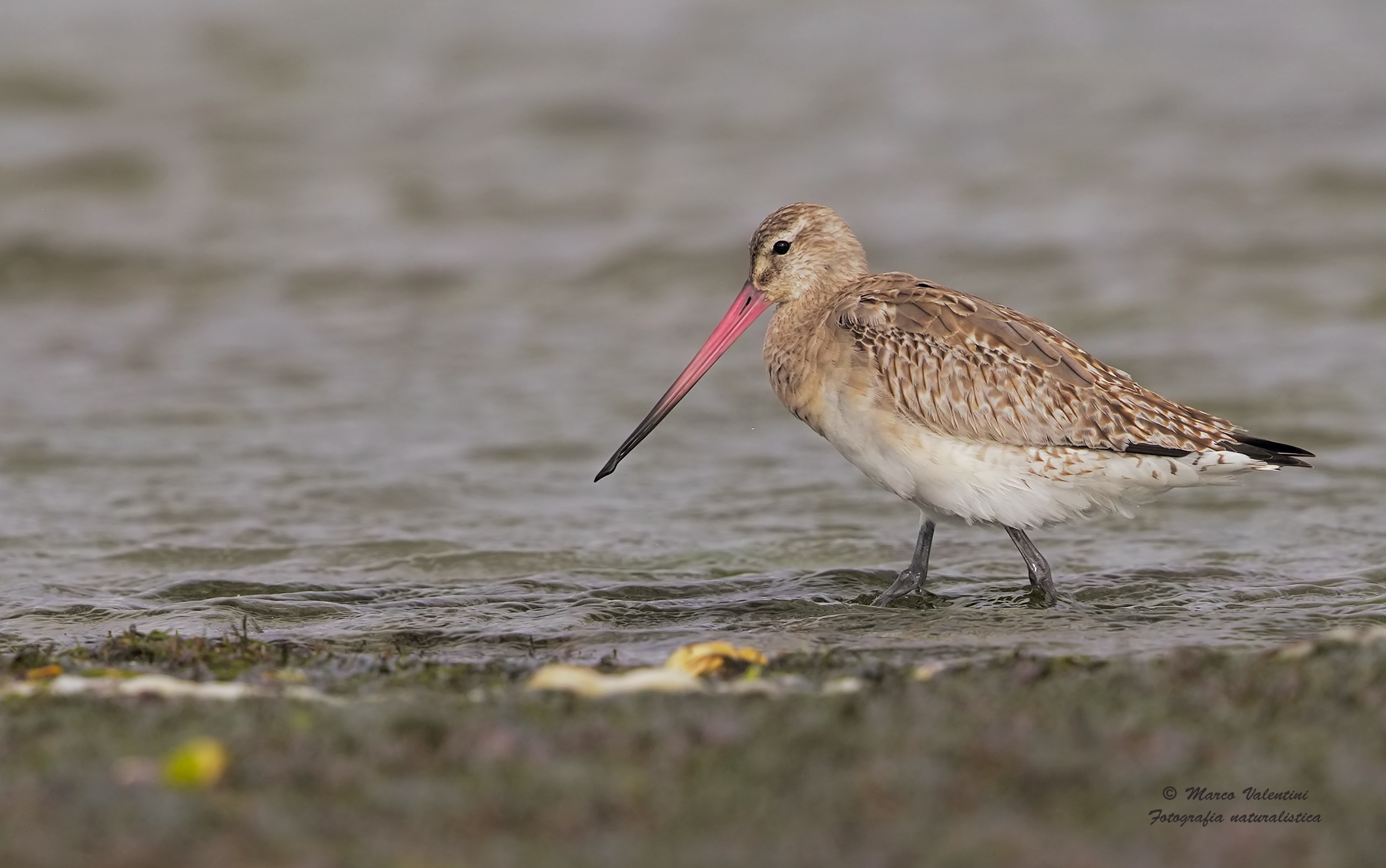 Bar-tailed Godwit