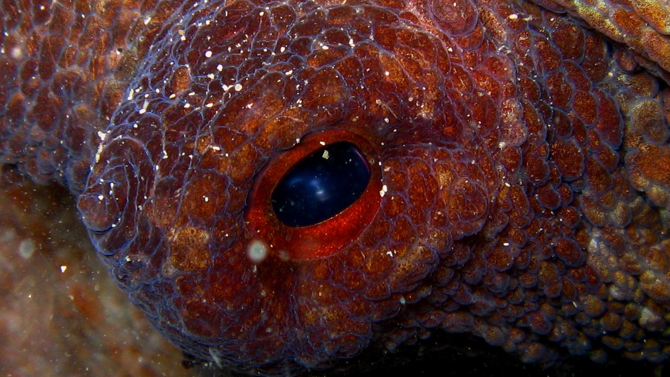 Eye of Octopus vulgaris