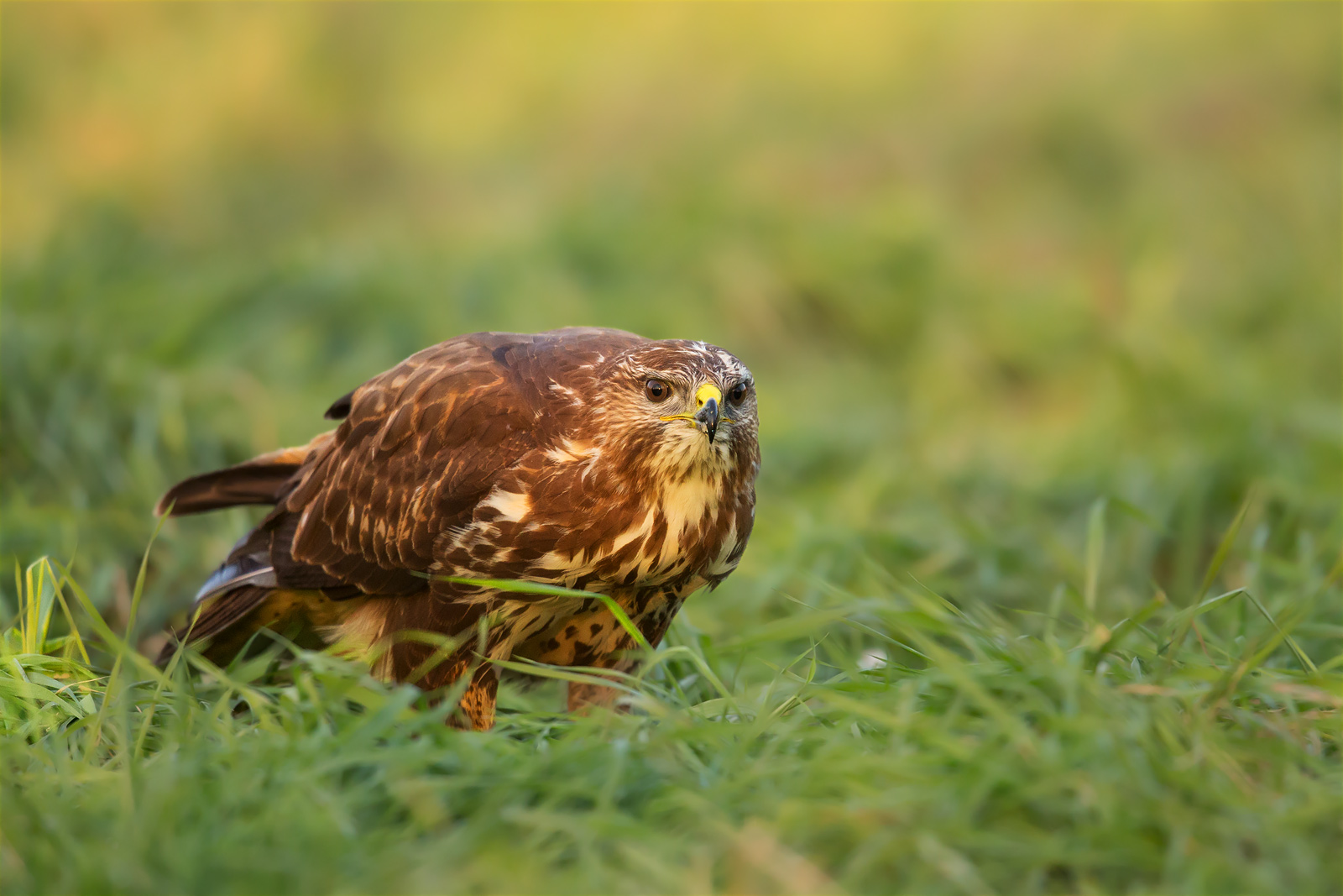 Buzzards in the meadow ..