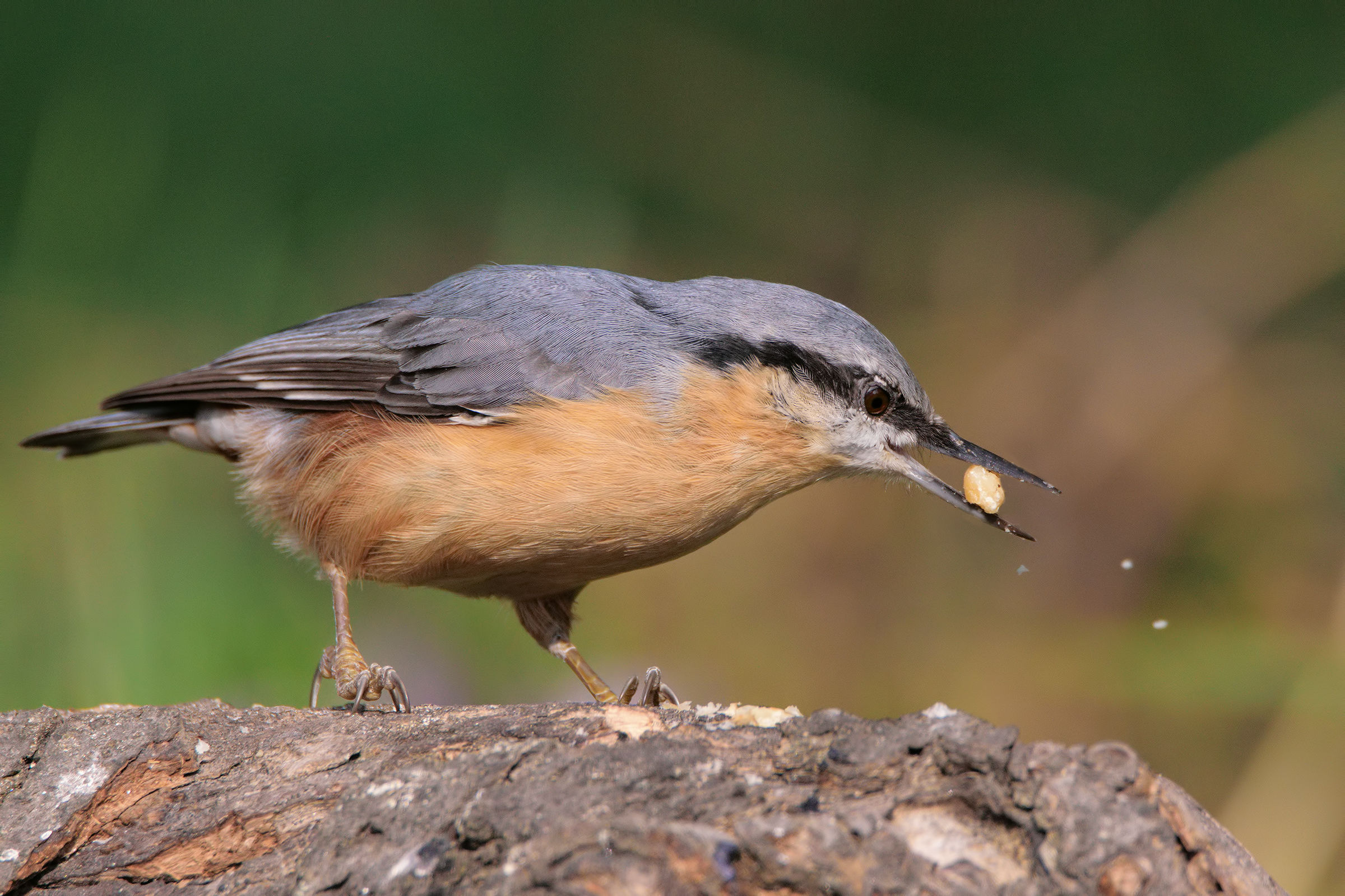 Nuthatch