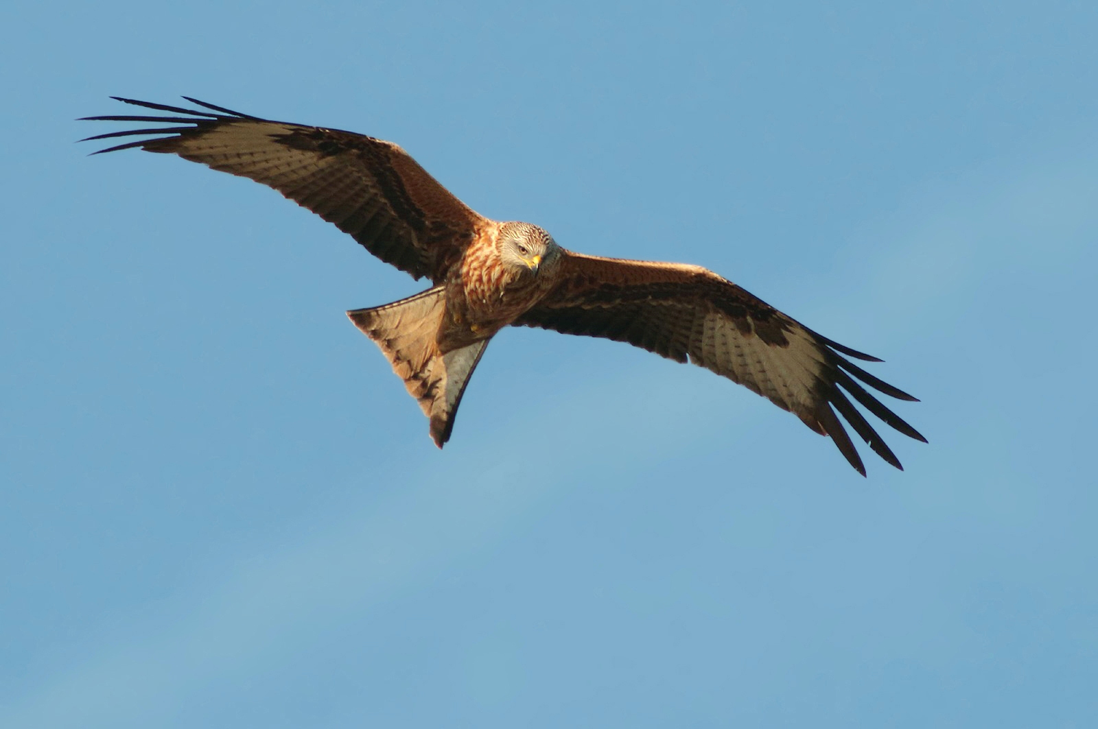 Red Kite in perlustraziobe
