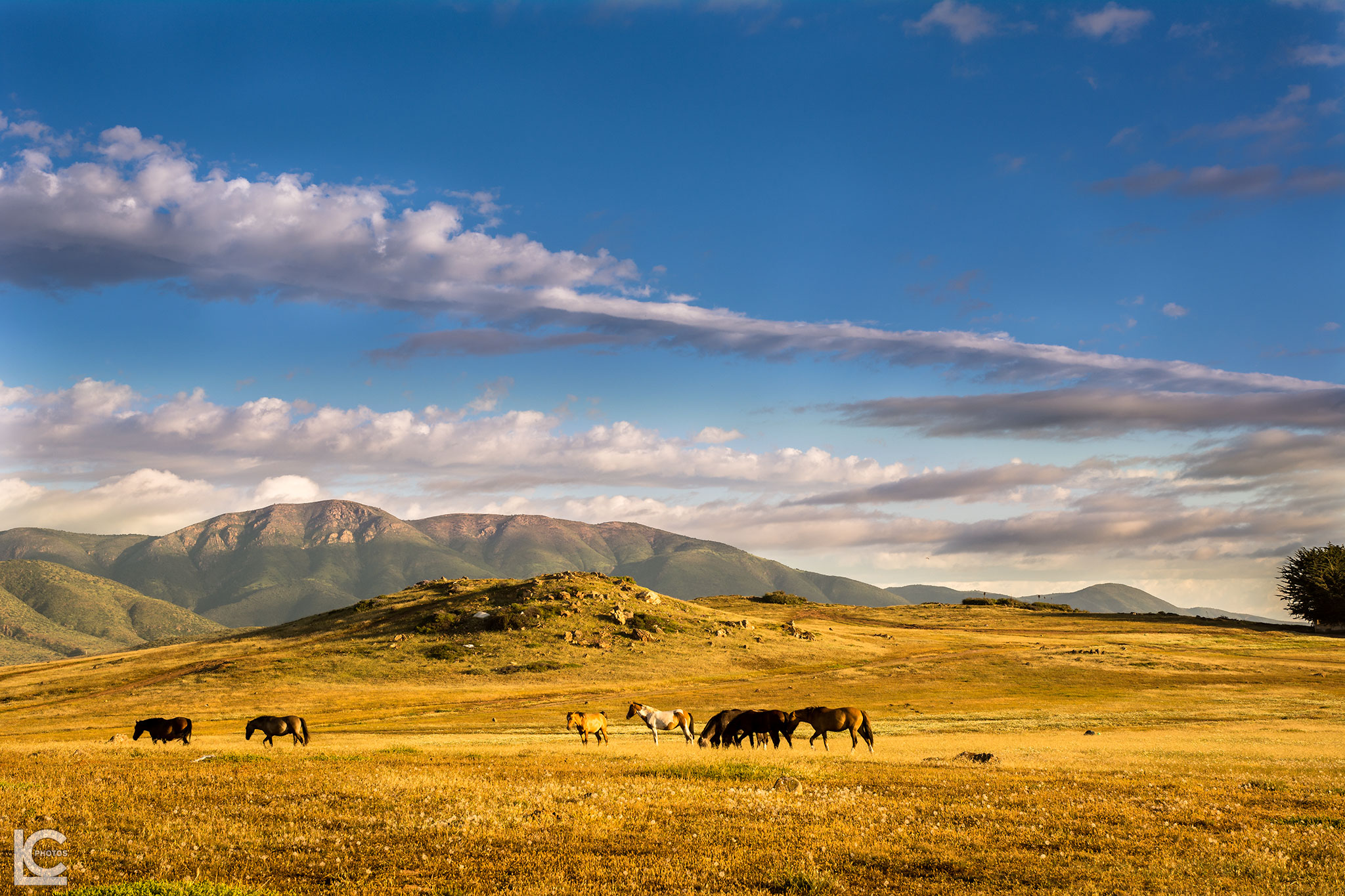 Cavalli selvaggi a Los Vilos (Cile)