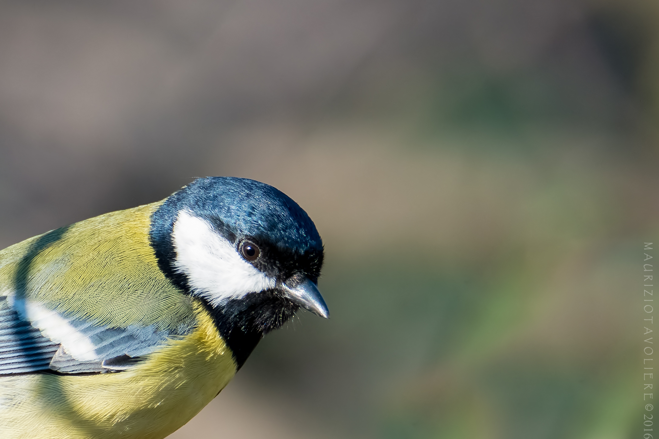 Portrait di cinciallegra (crop)