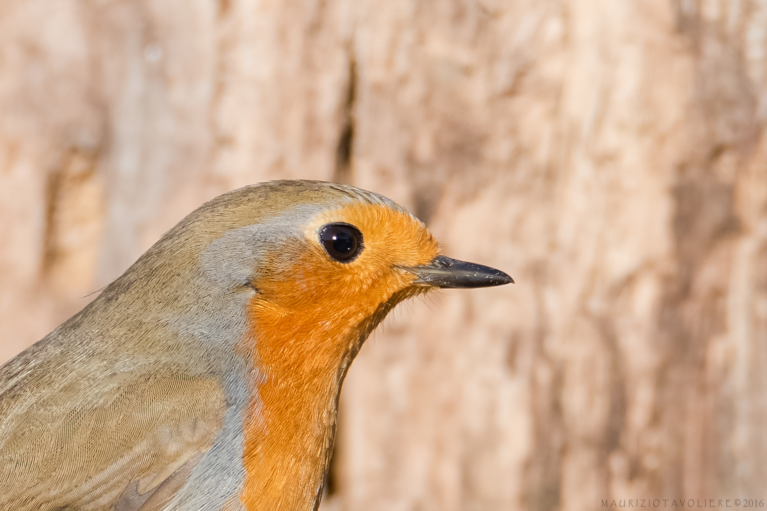 Portrait di Pettirosso (crop)