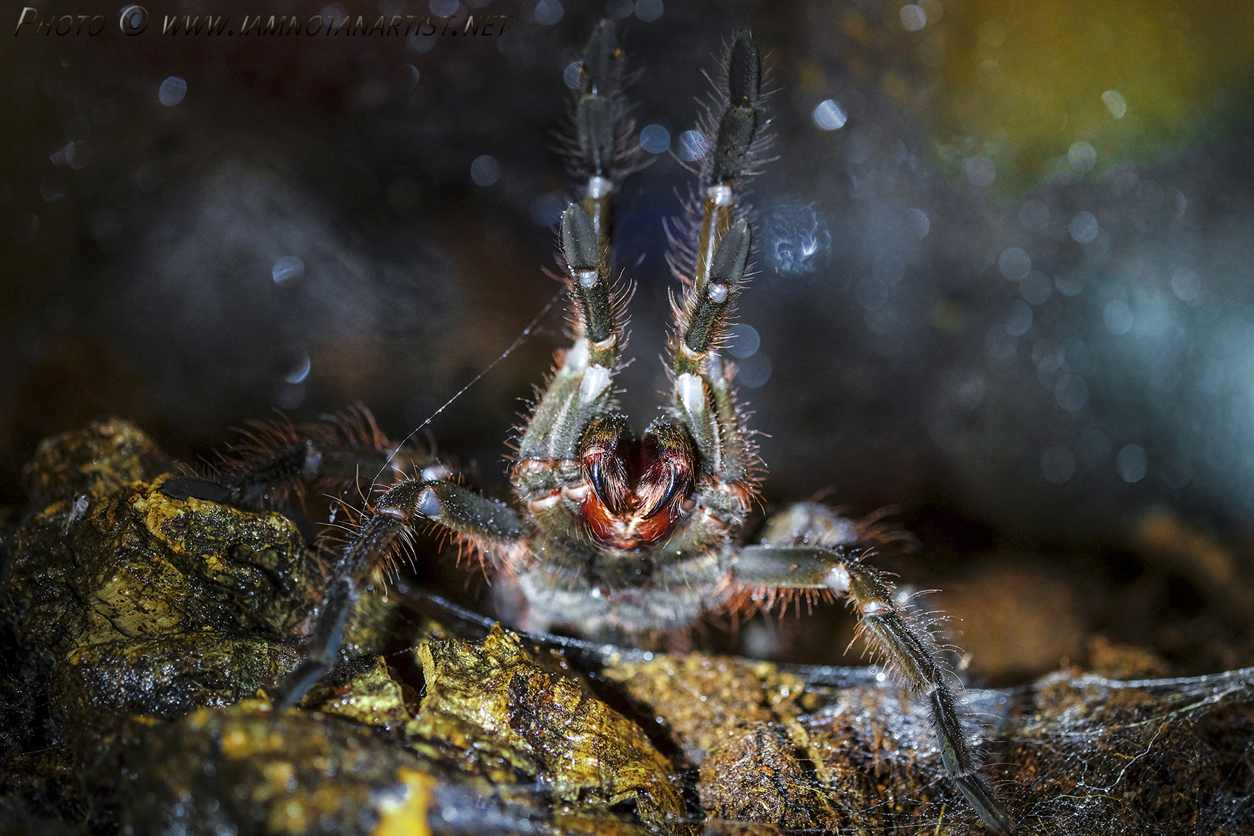 Goliath Birdeater? Spider Goliath