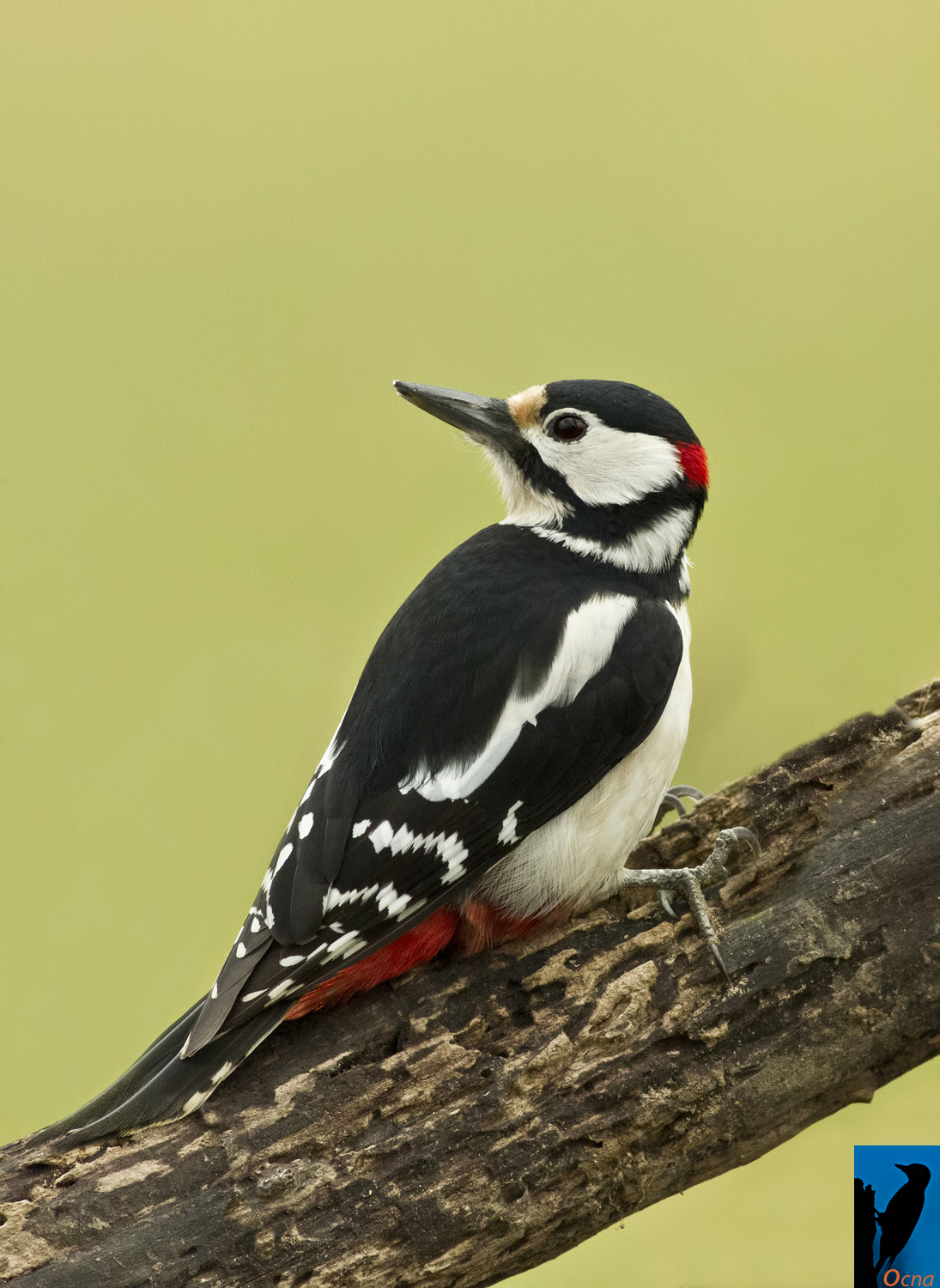 picchio rosso  magg maschio all'alba