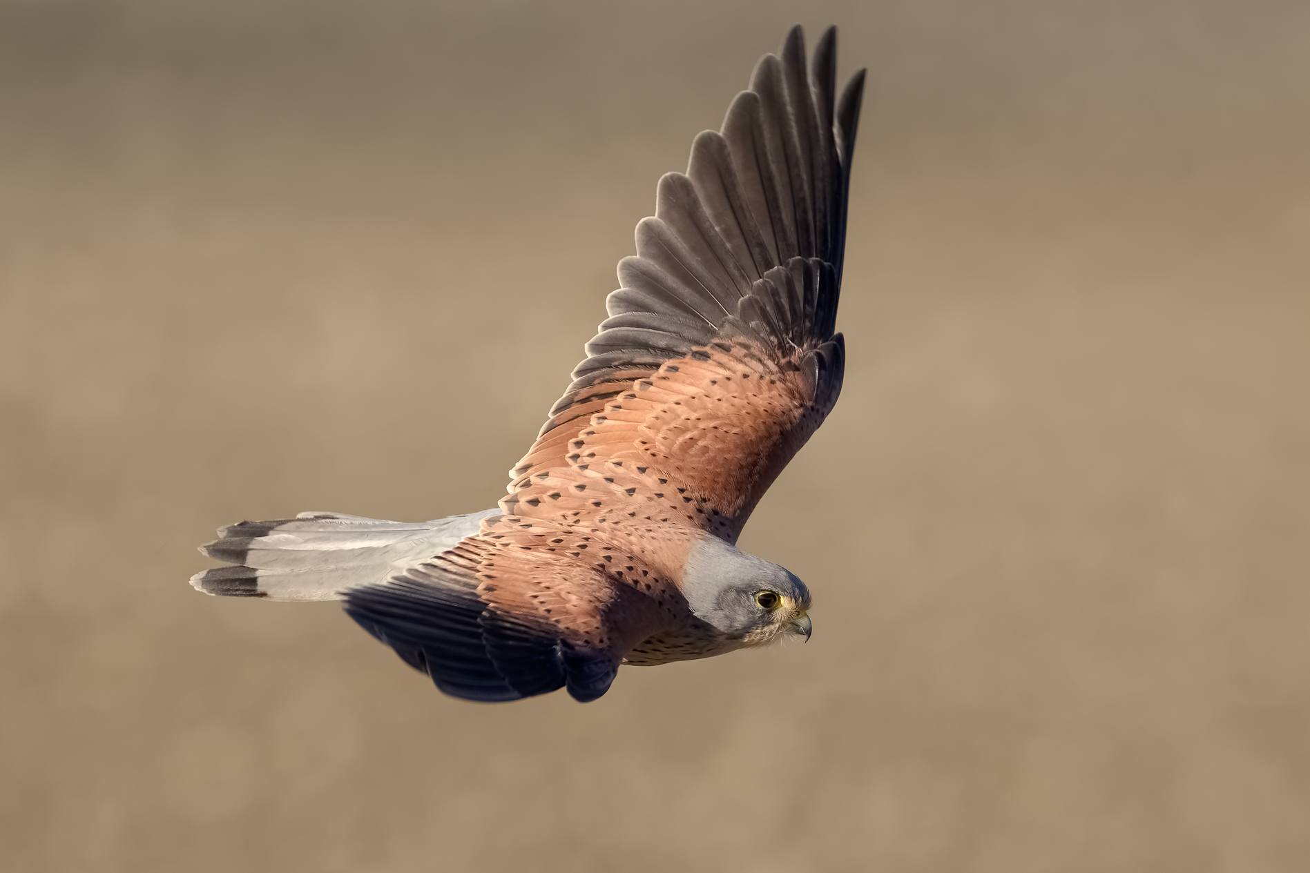 Kestrel