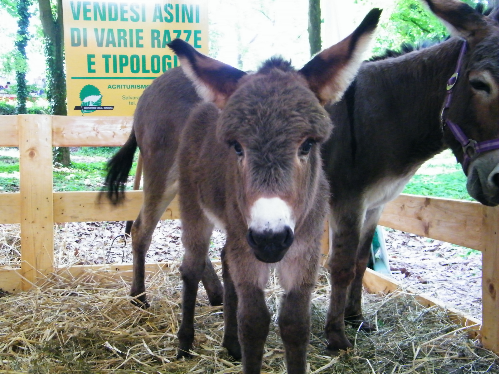 did not want to pose