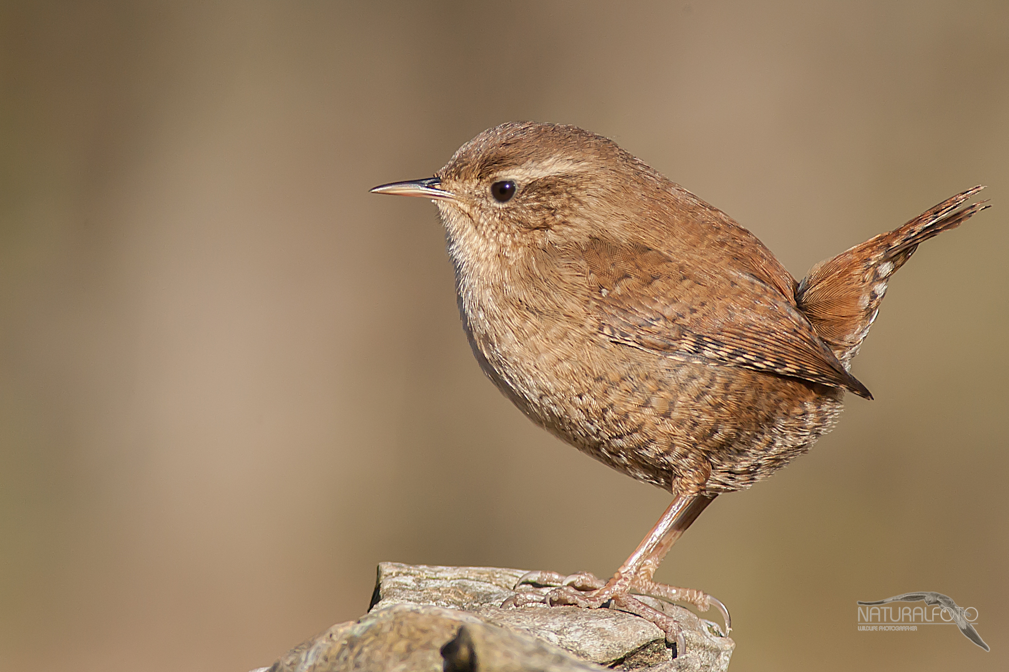 Wren
