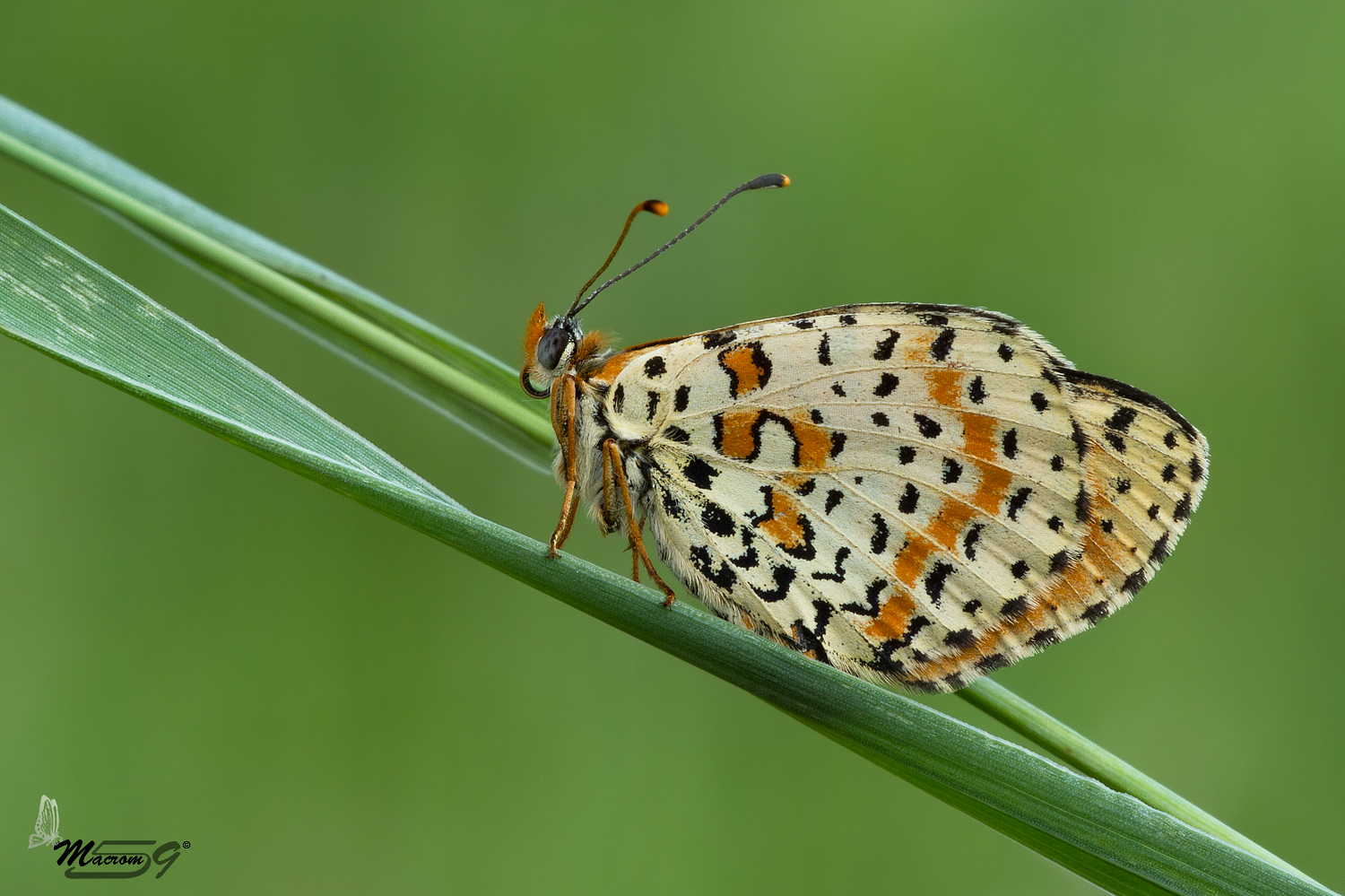 Melitaea Didyma a riposo...