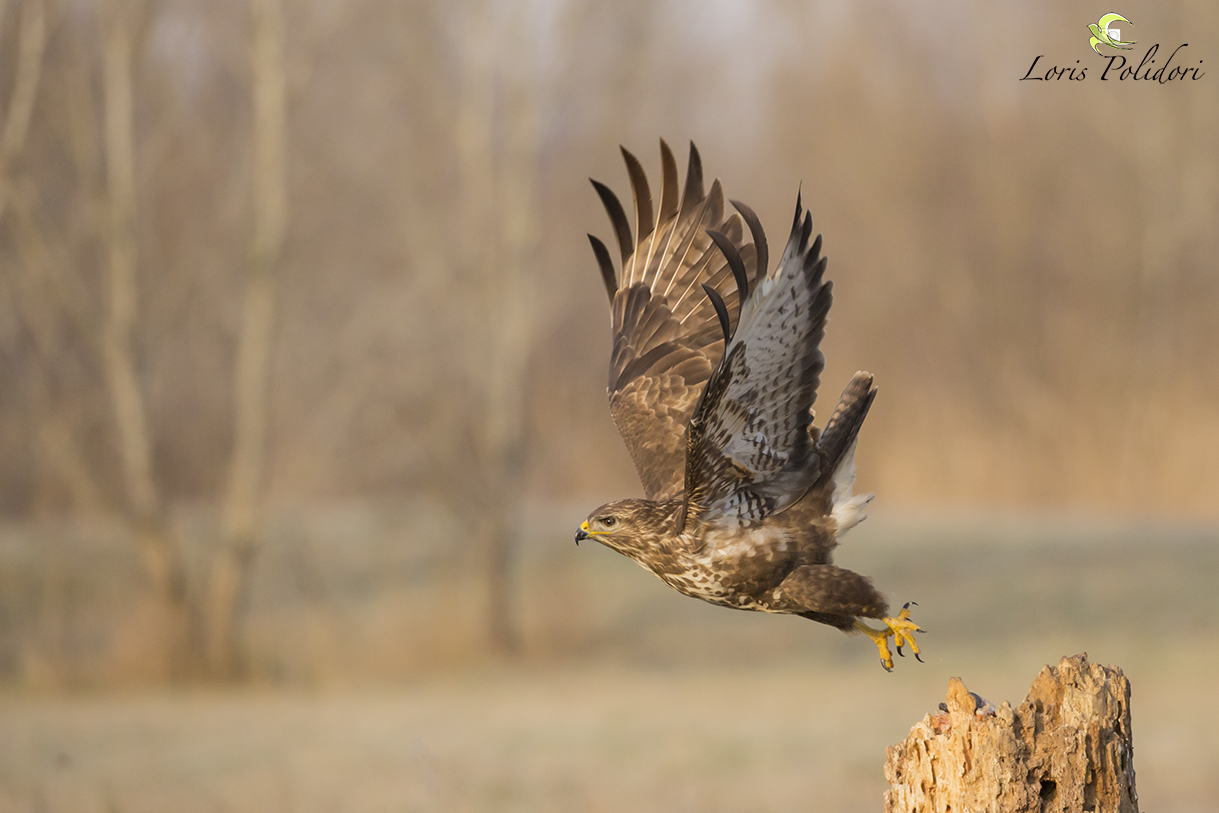 buzzard departing