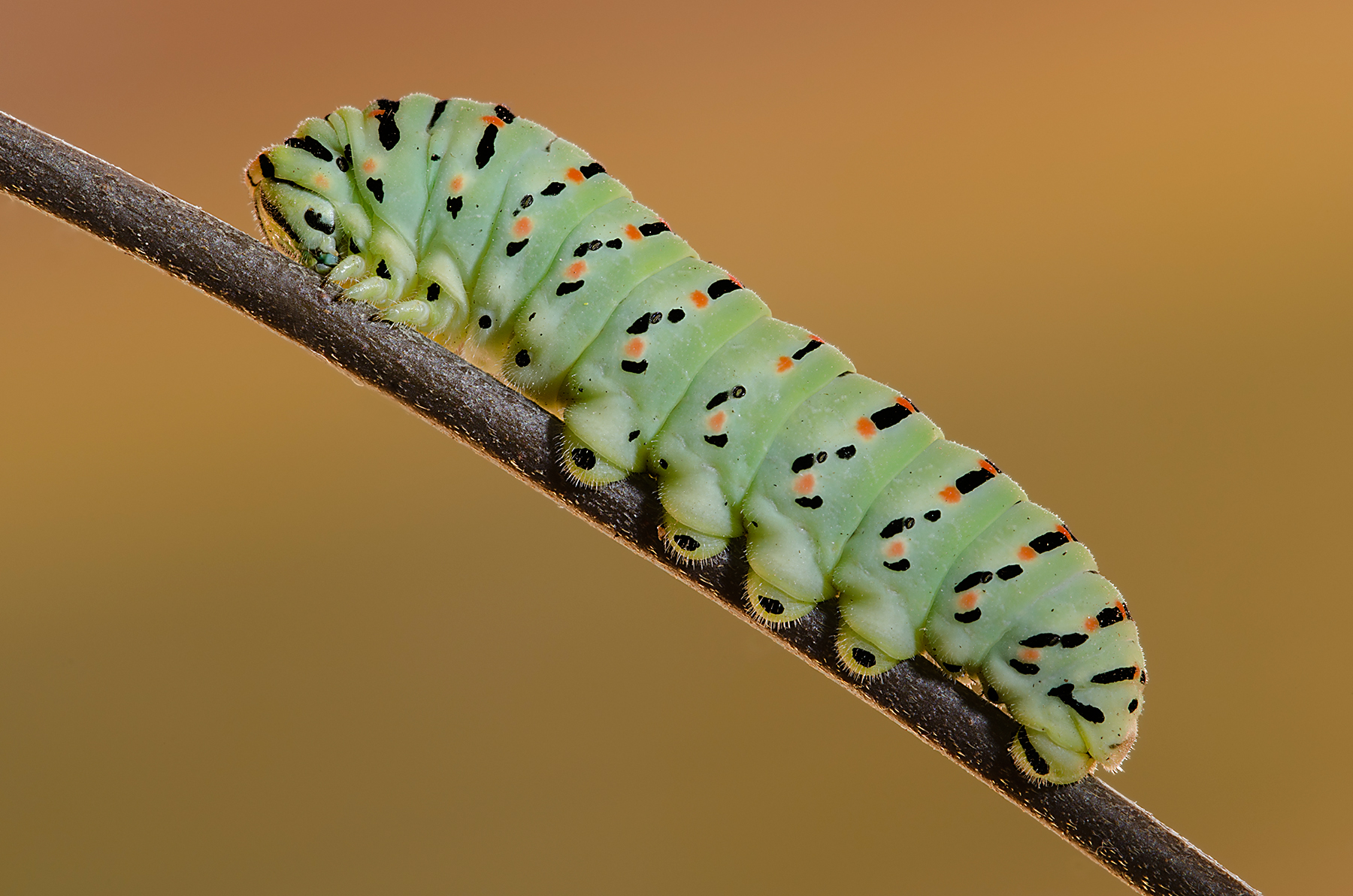 Before becoming a chrysalis ...