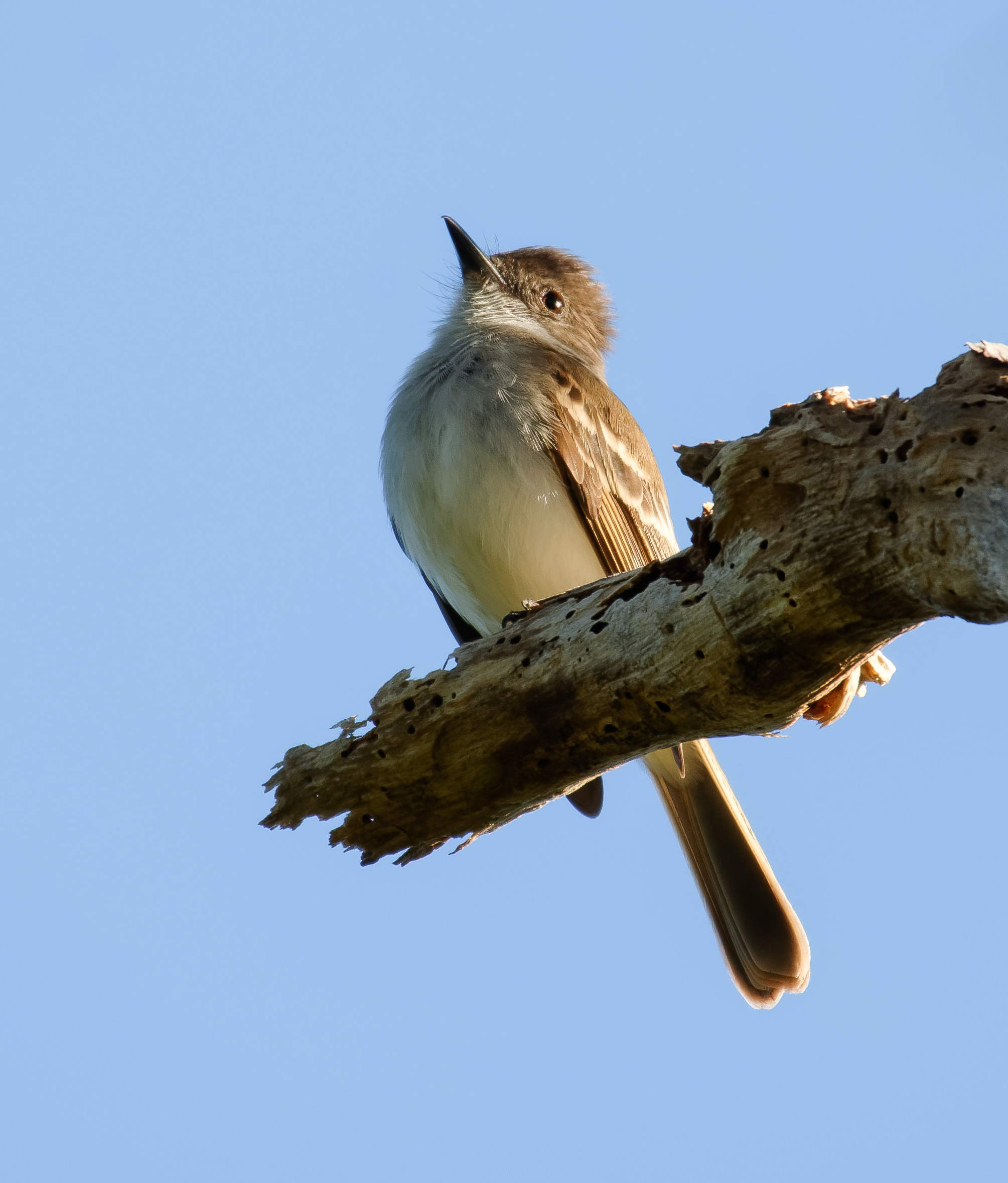 Loggerhead Kingbird / Tyrannus caudifasciatus