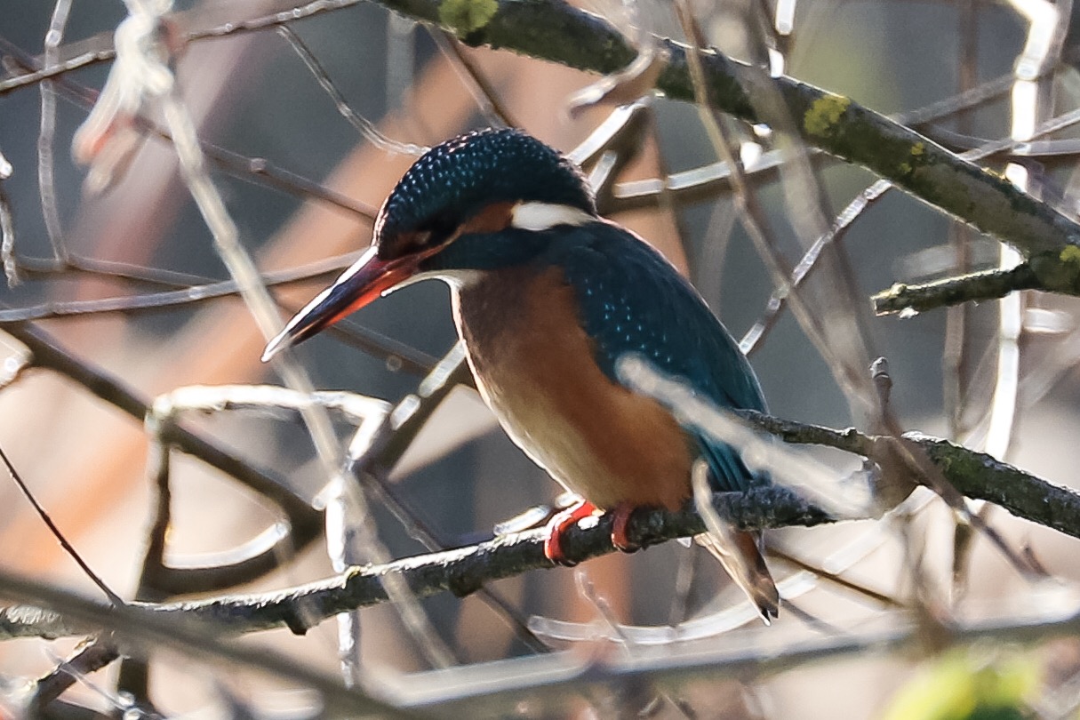 Kingfisher