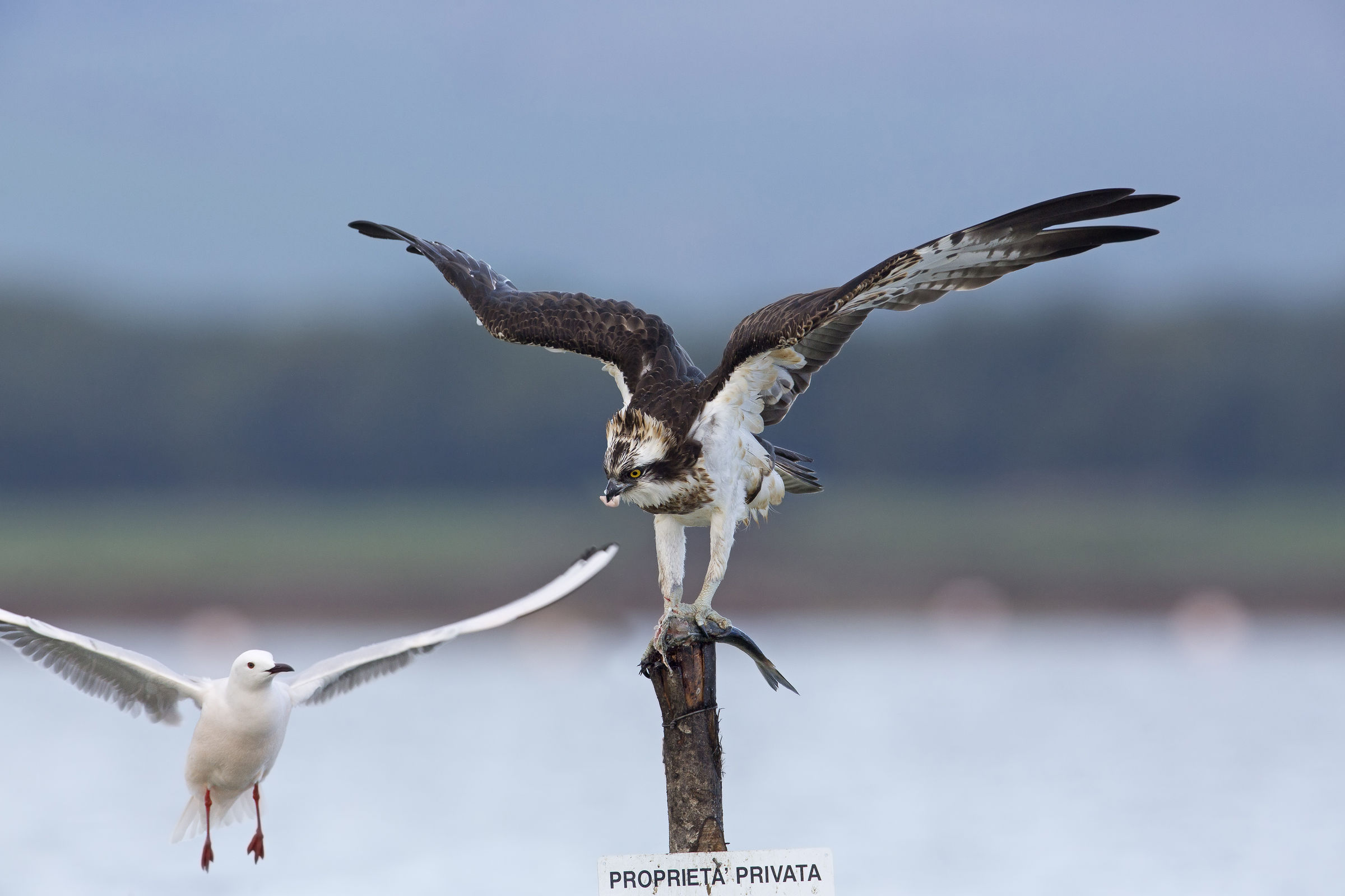 lasciami in pace....noioso