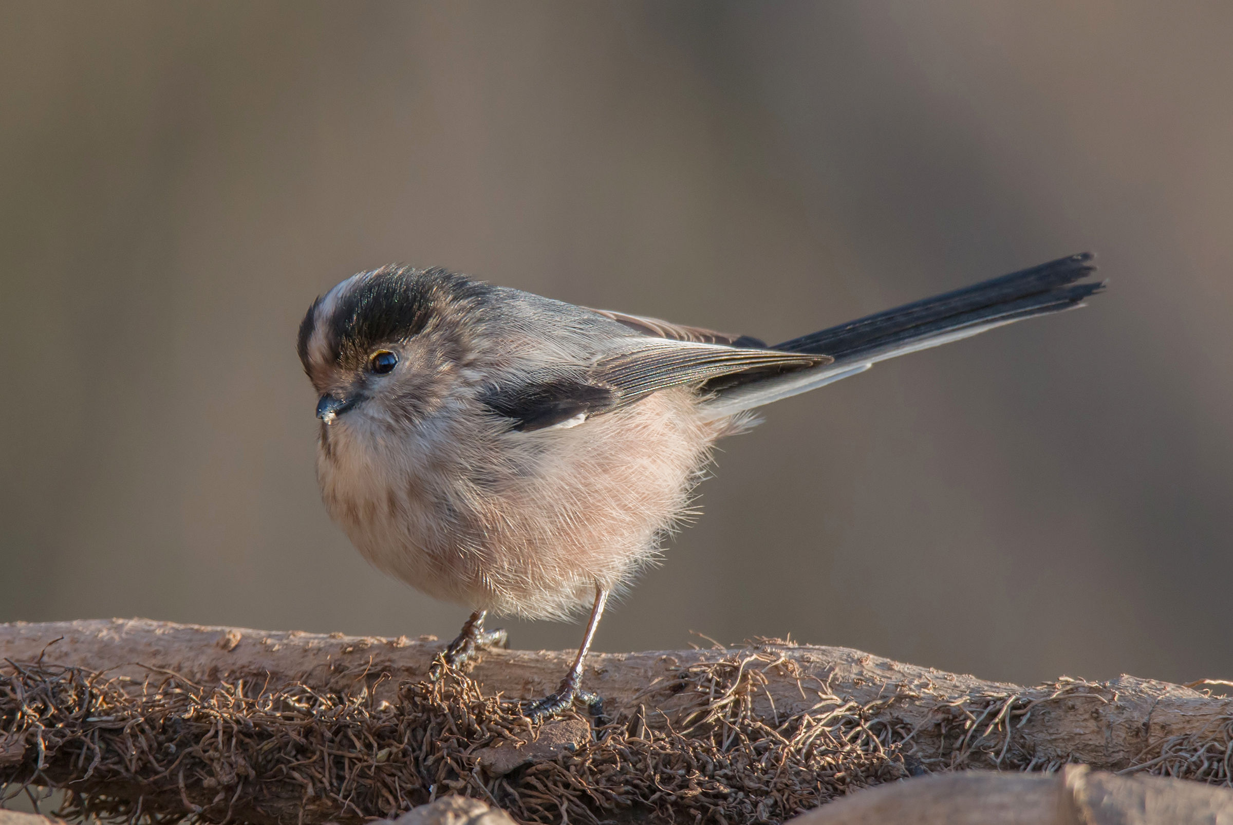 First rays on the long-tailed tit