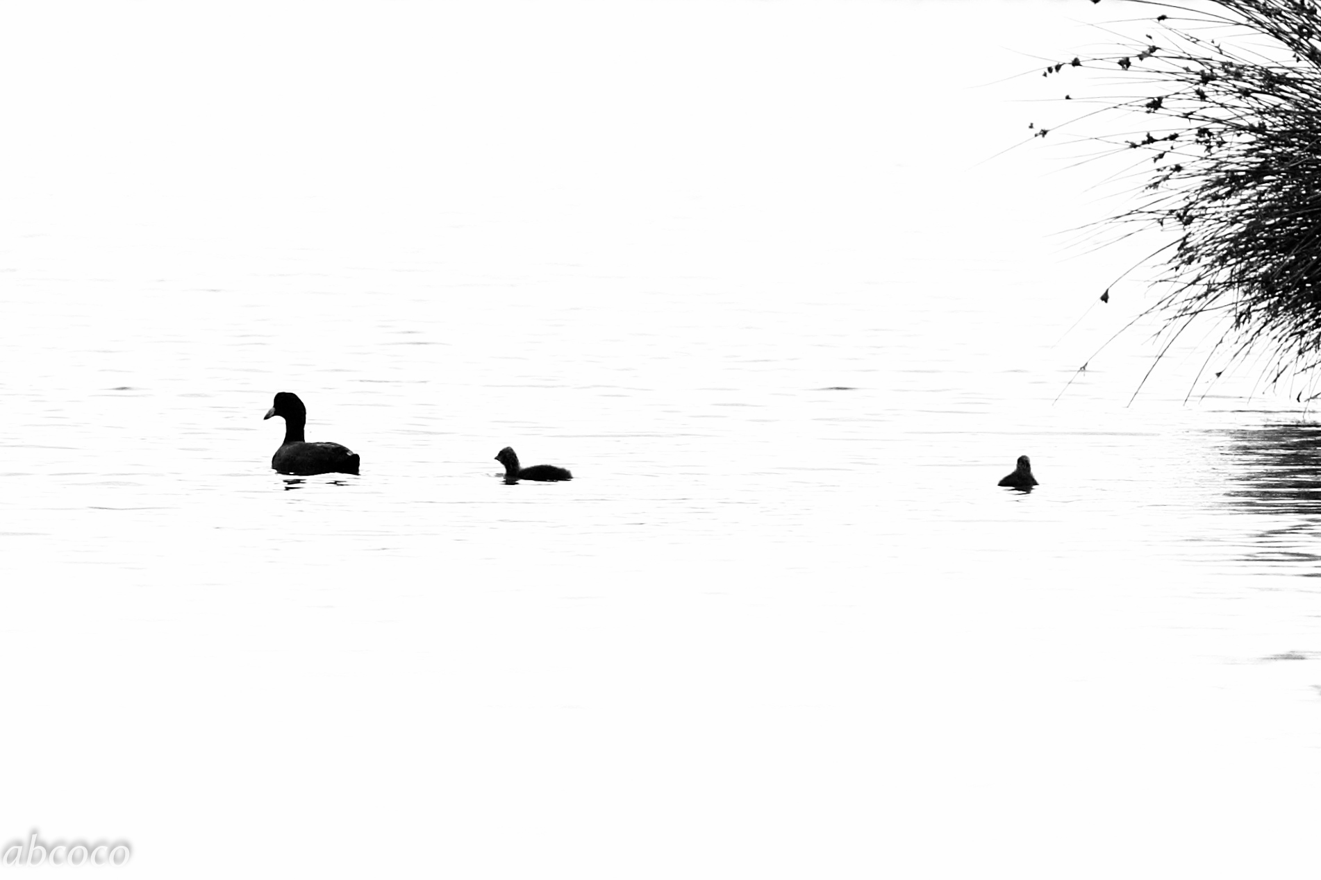 Folaga (fulica atra) e prole