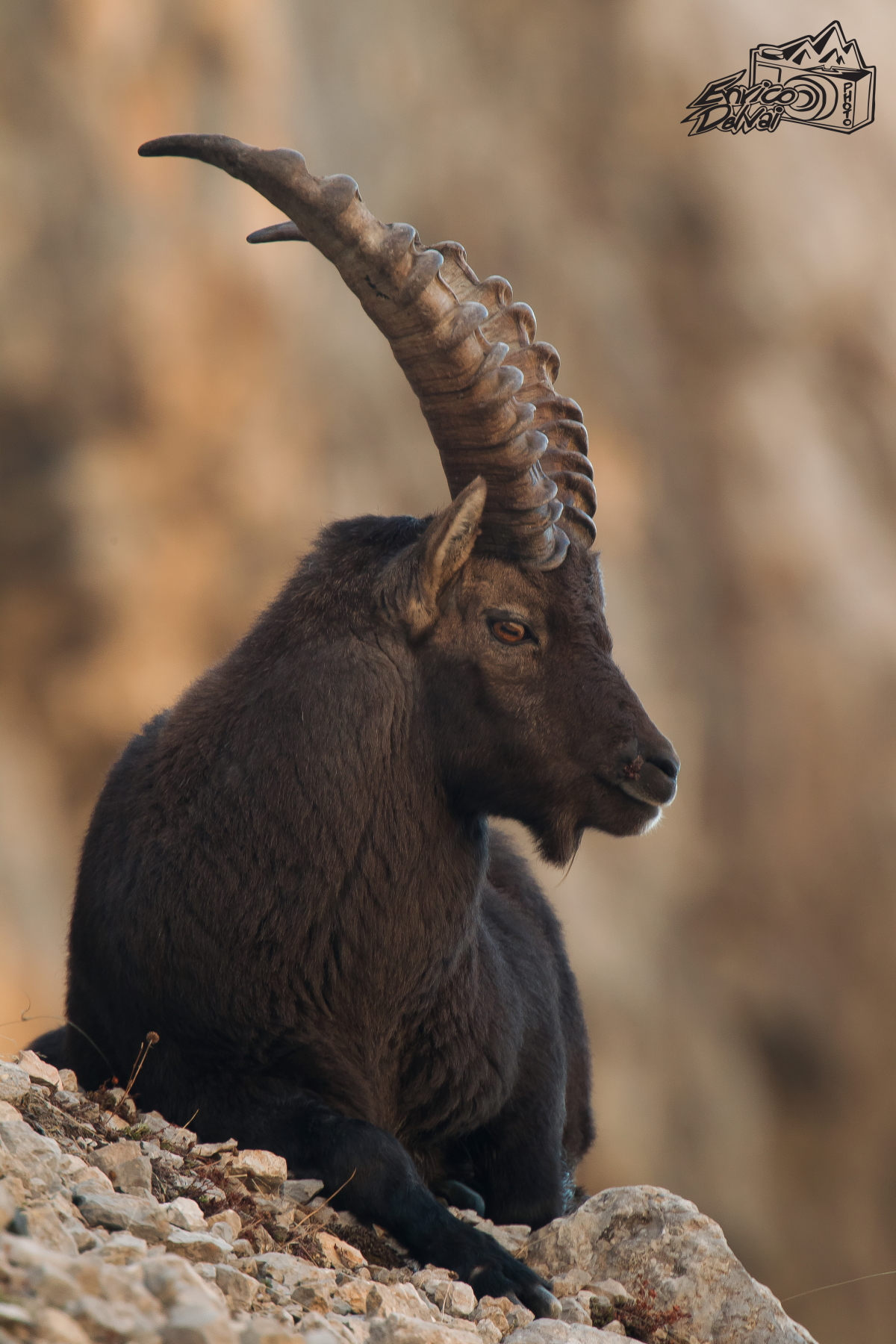 riposo del guerriero