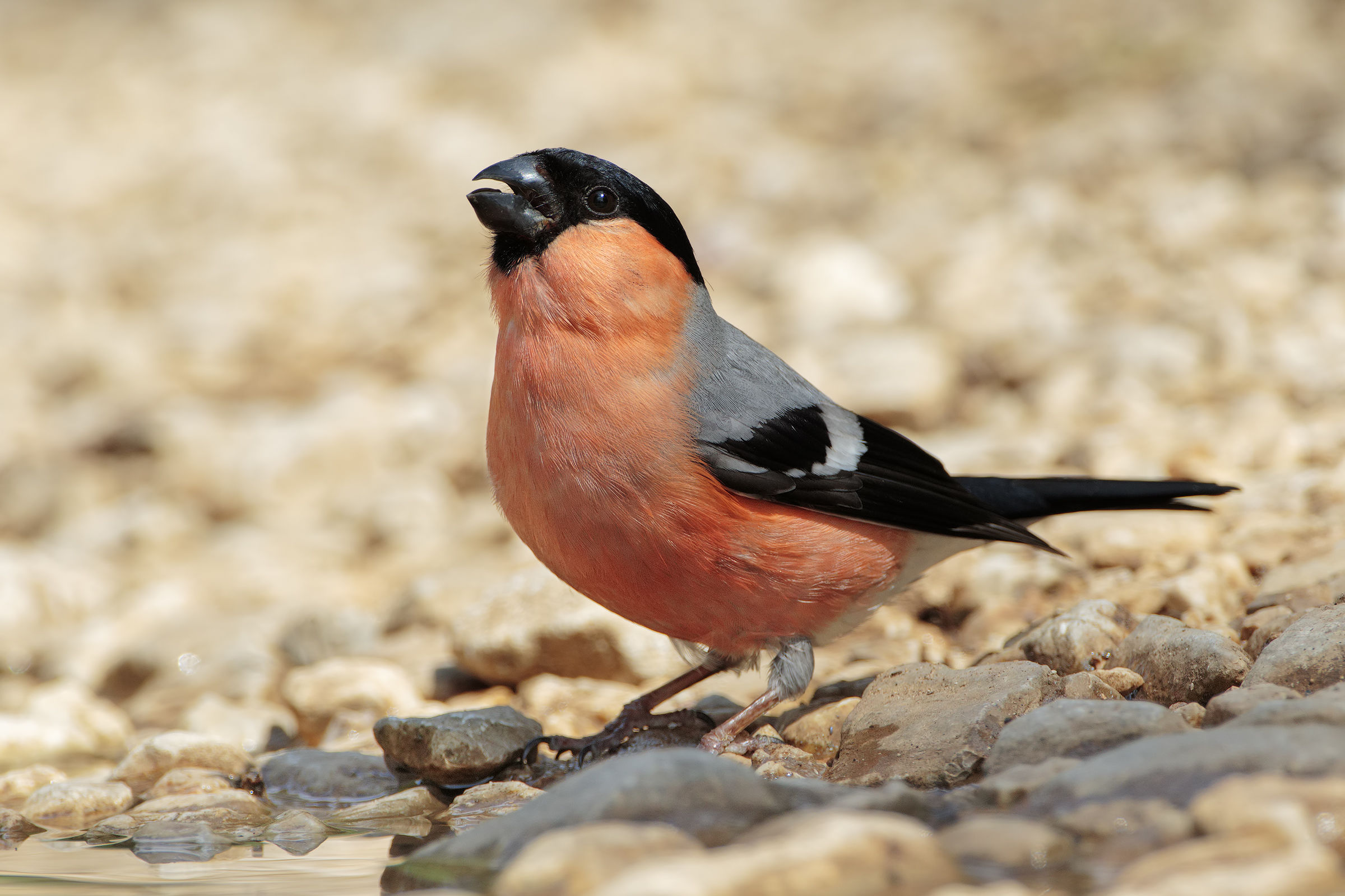 Bullfinch