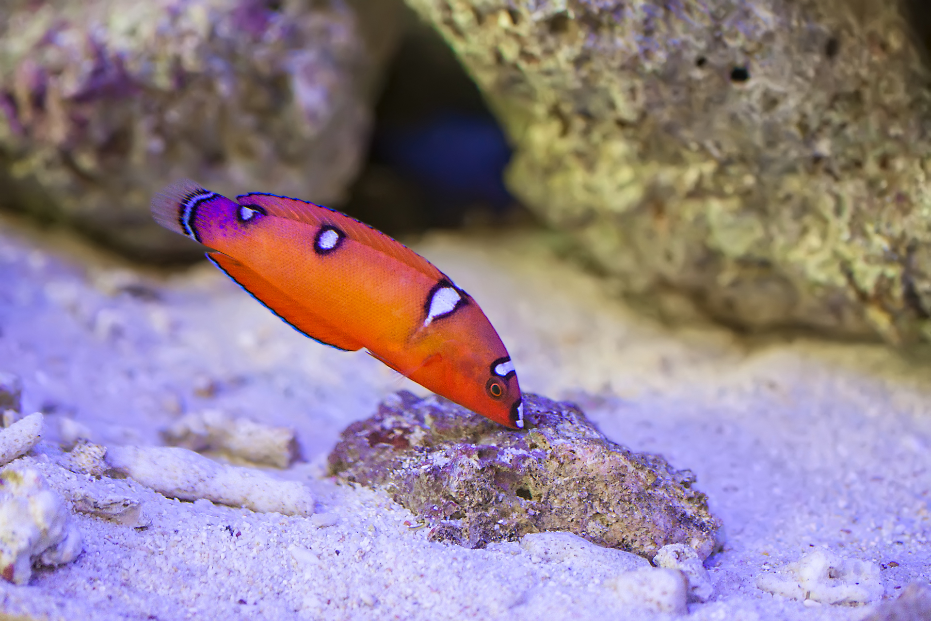 Red Coris Wrasse