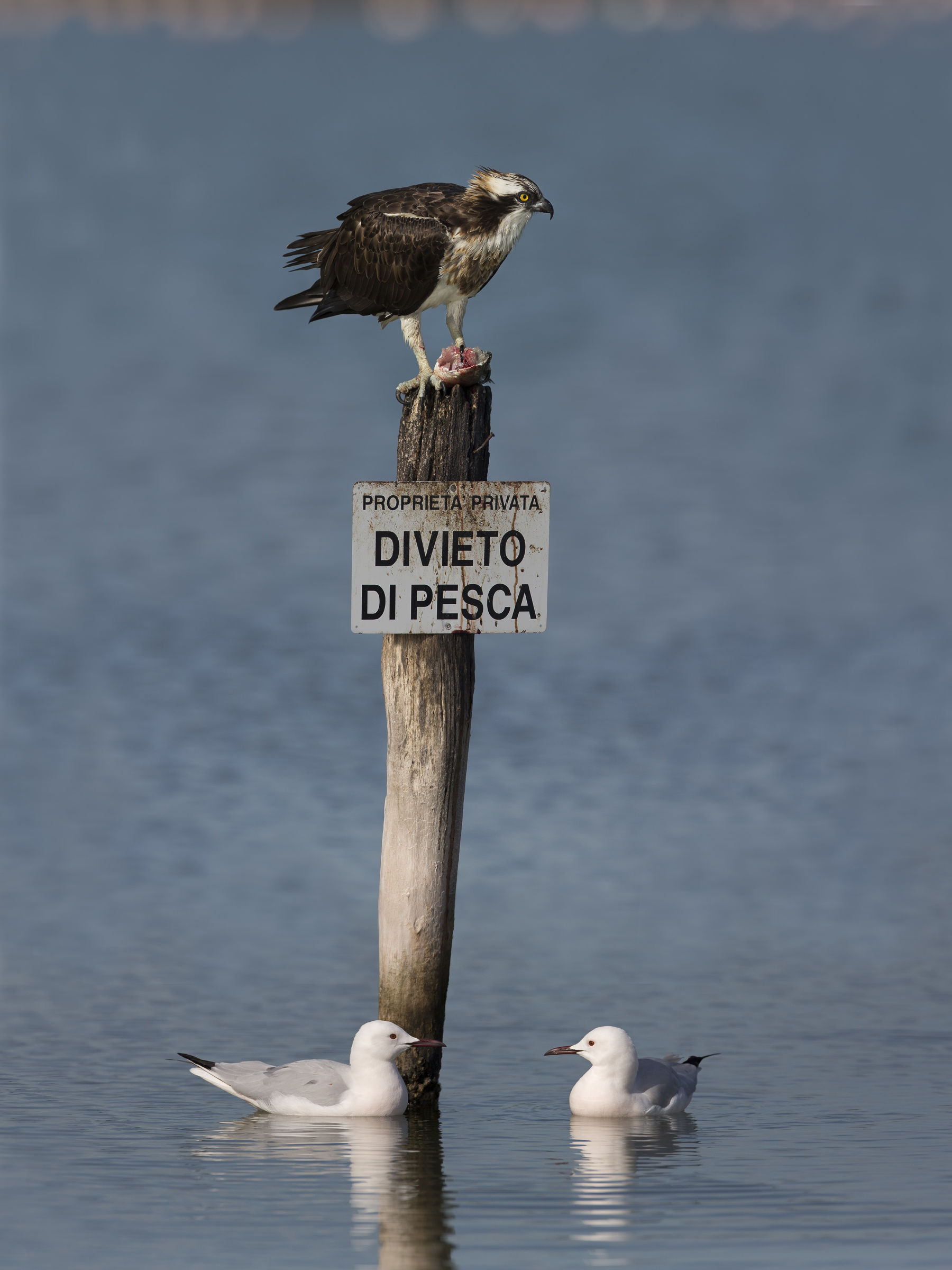 pensi ci lascerà qualcosa....mmmmm non credo