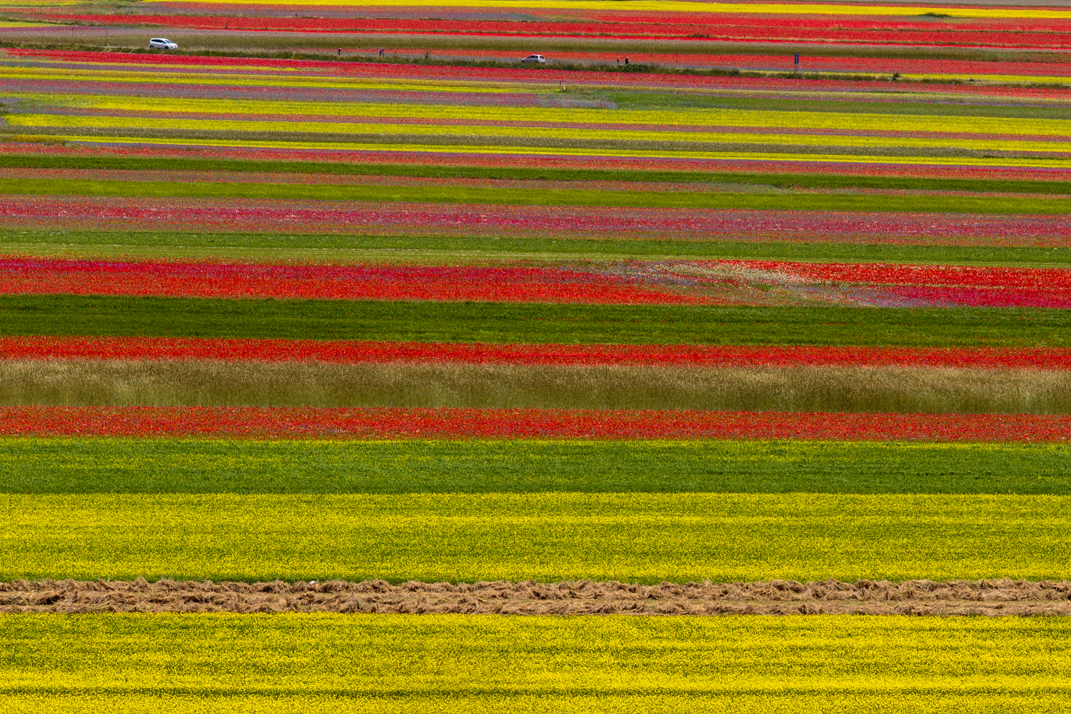La fioritura, altopiano di Castelluccio