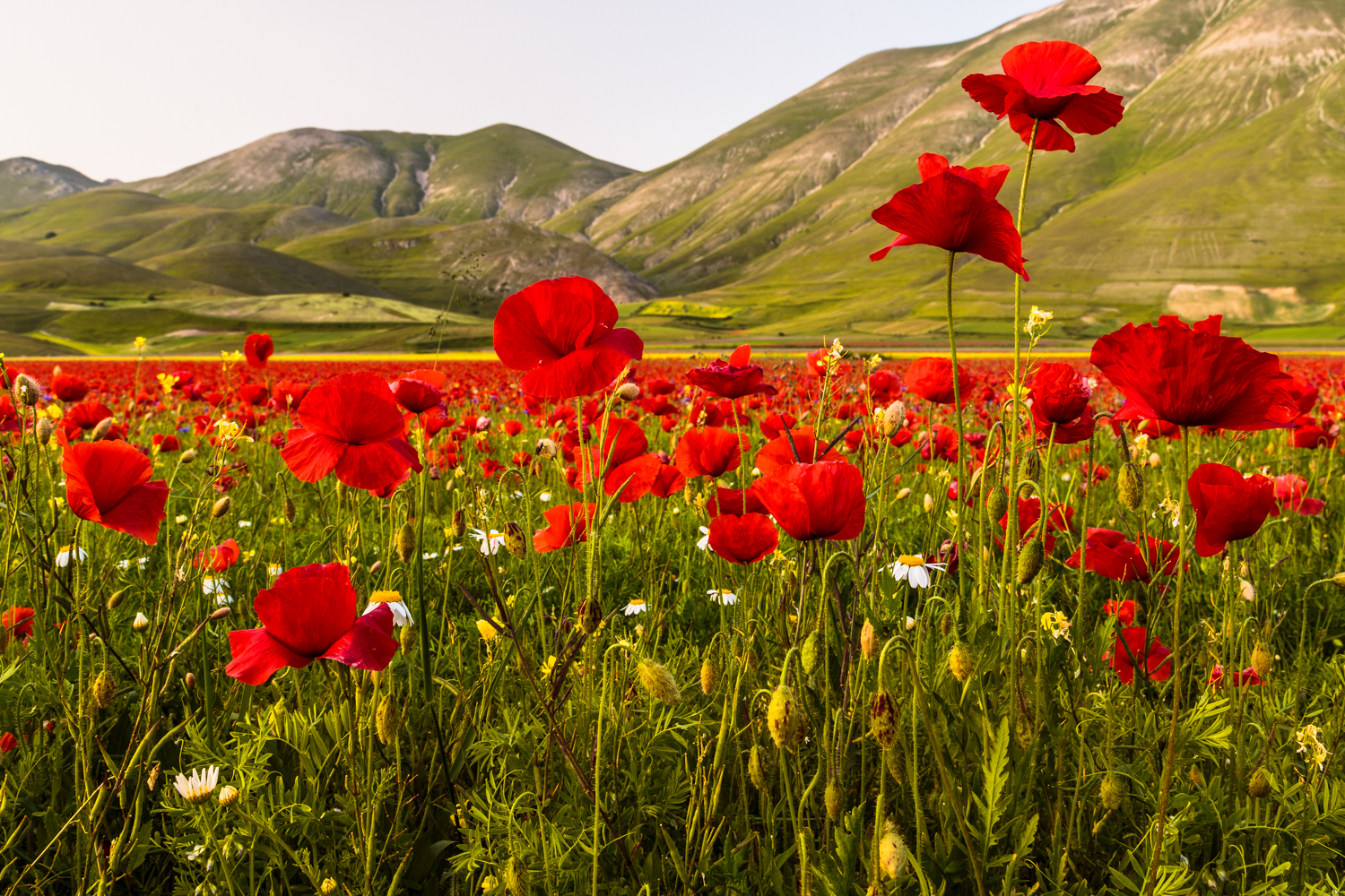 Papaveri a Castelluccio