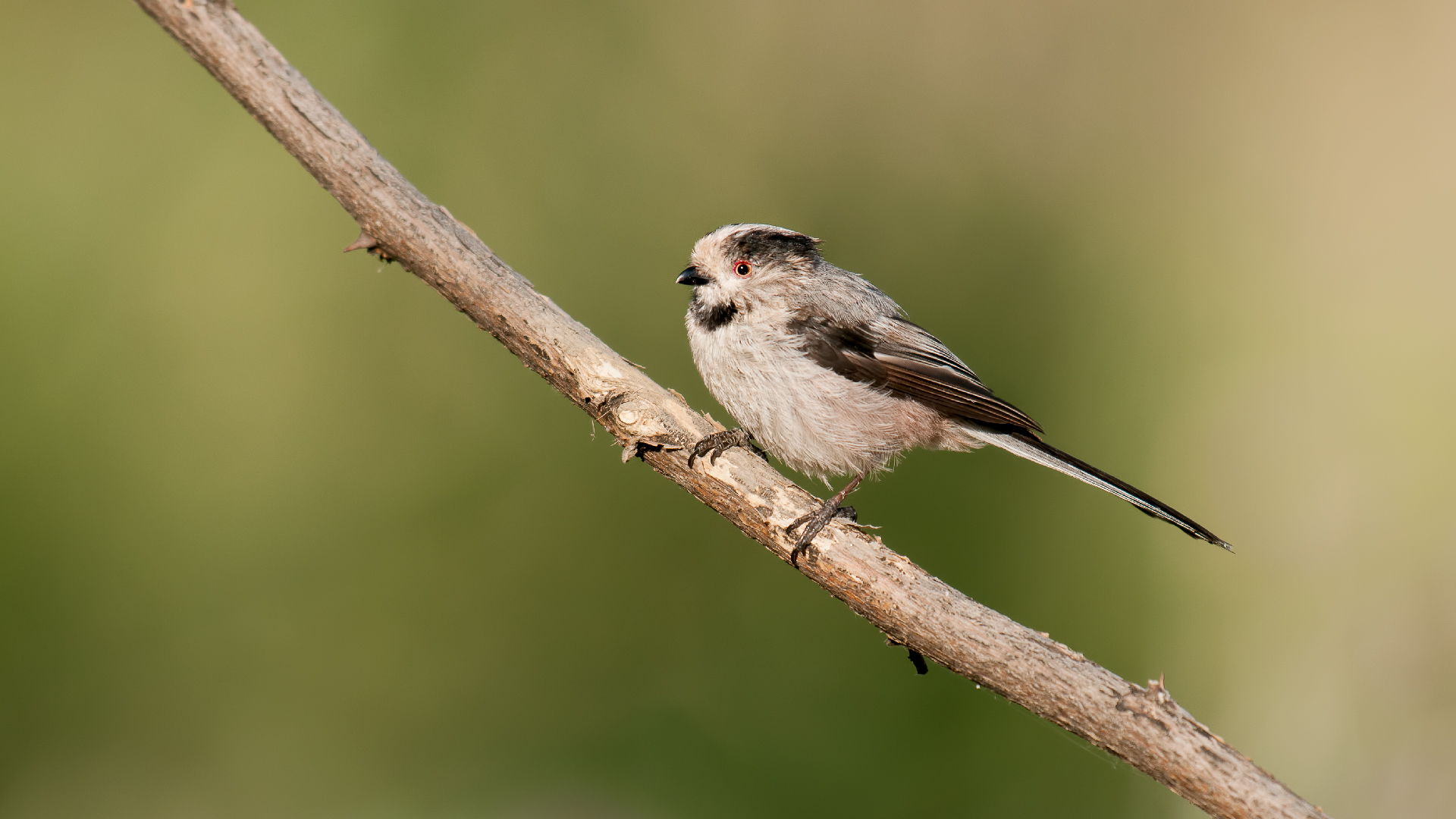Long-tailed caudatus Tit / Aegithalos